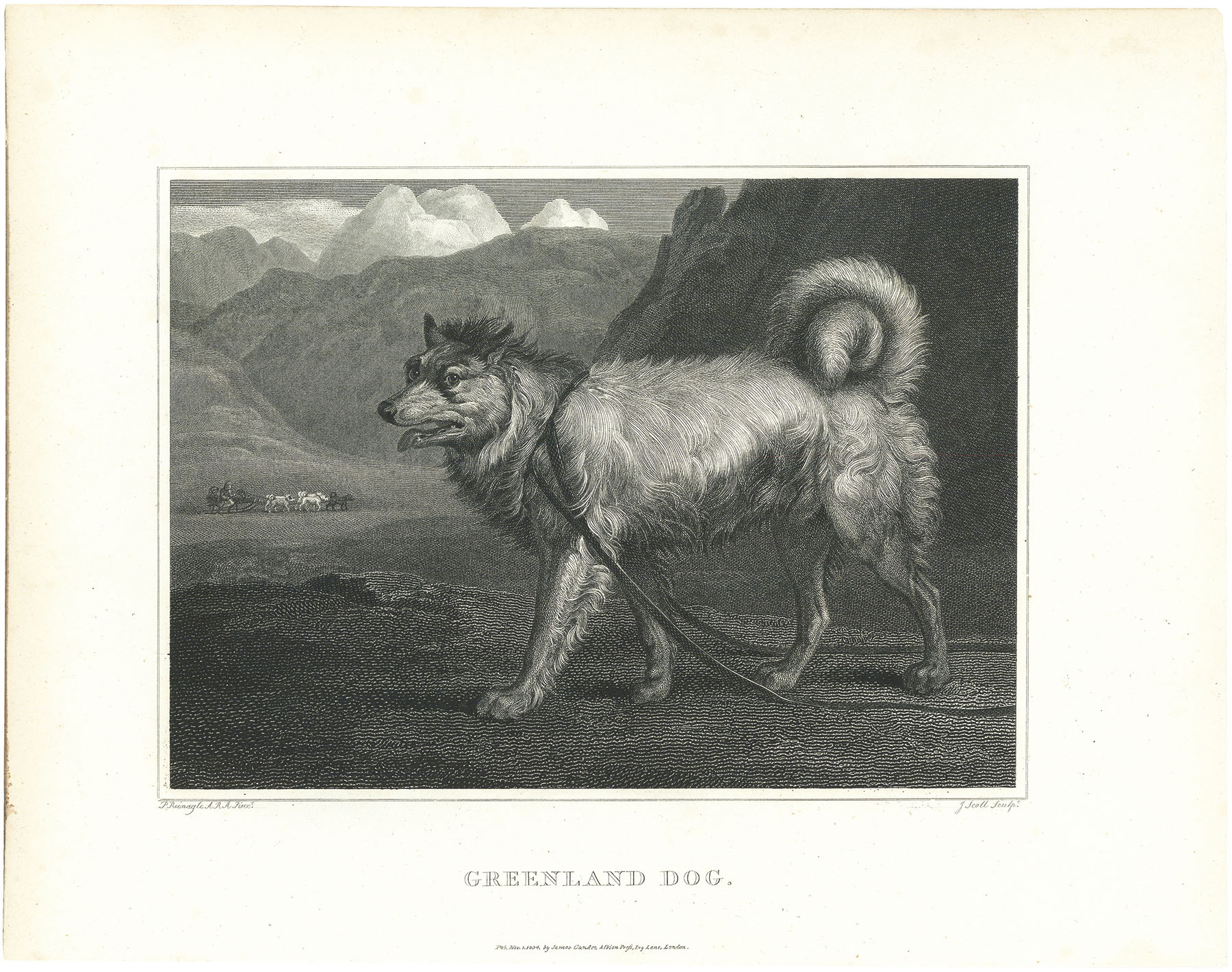 Greenland Dog.