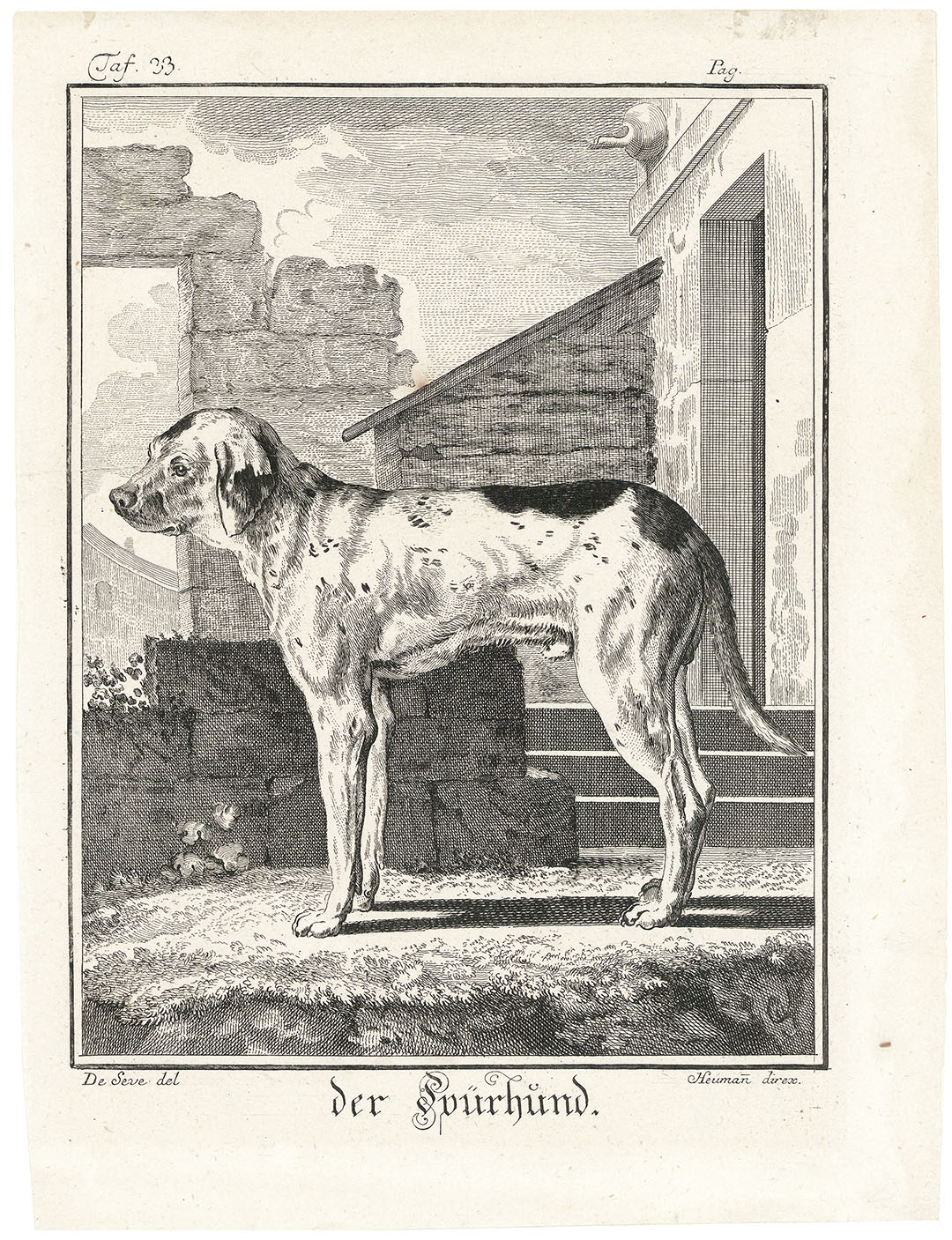 Der Spurhund. (Bloodhound).