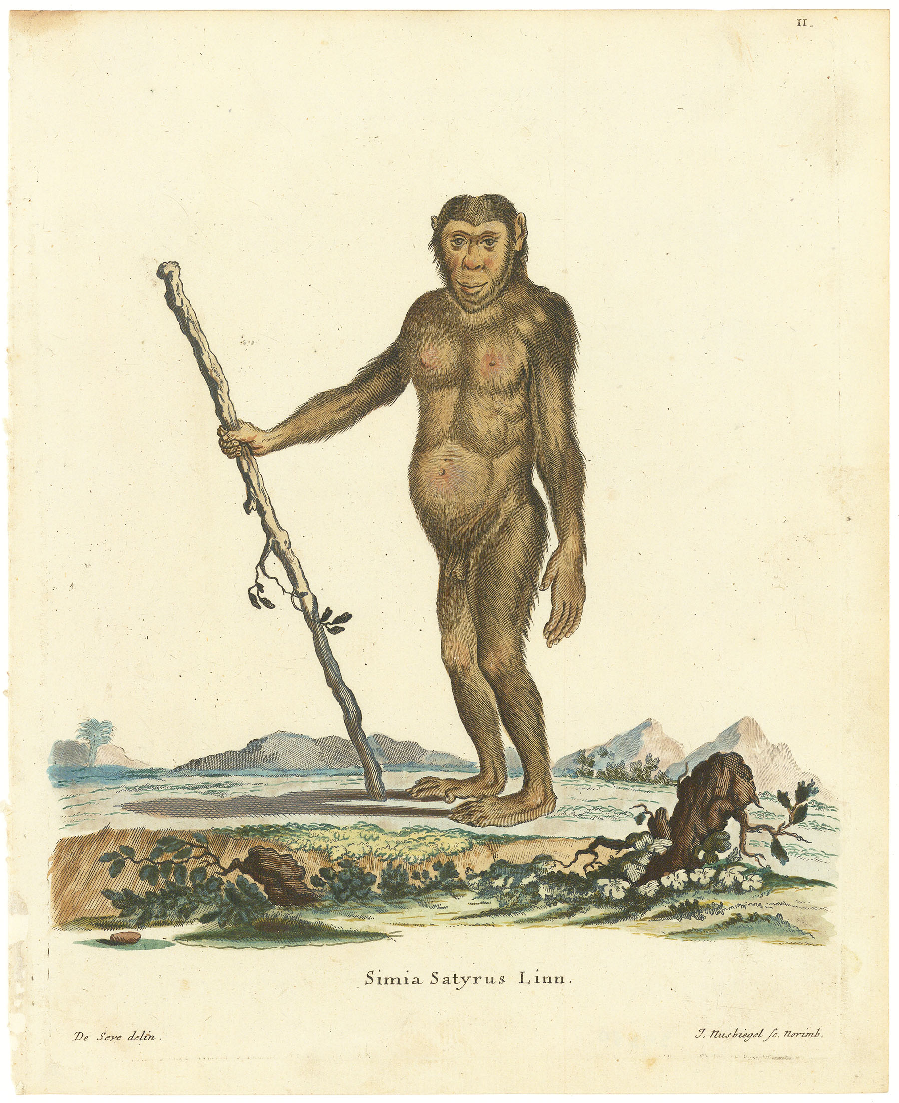 Simia Satyrus Linn. (Orangutan).