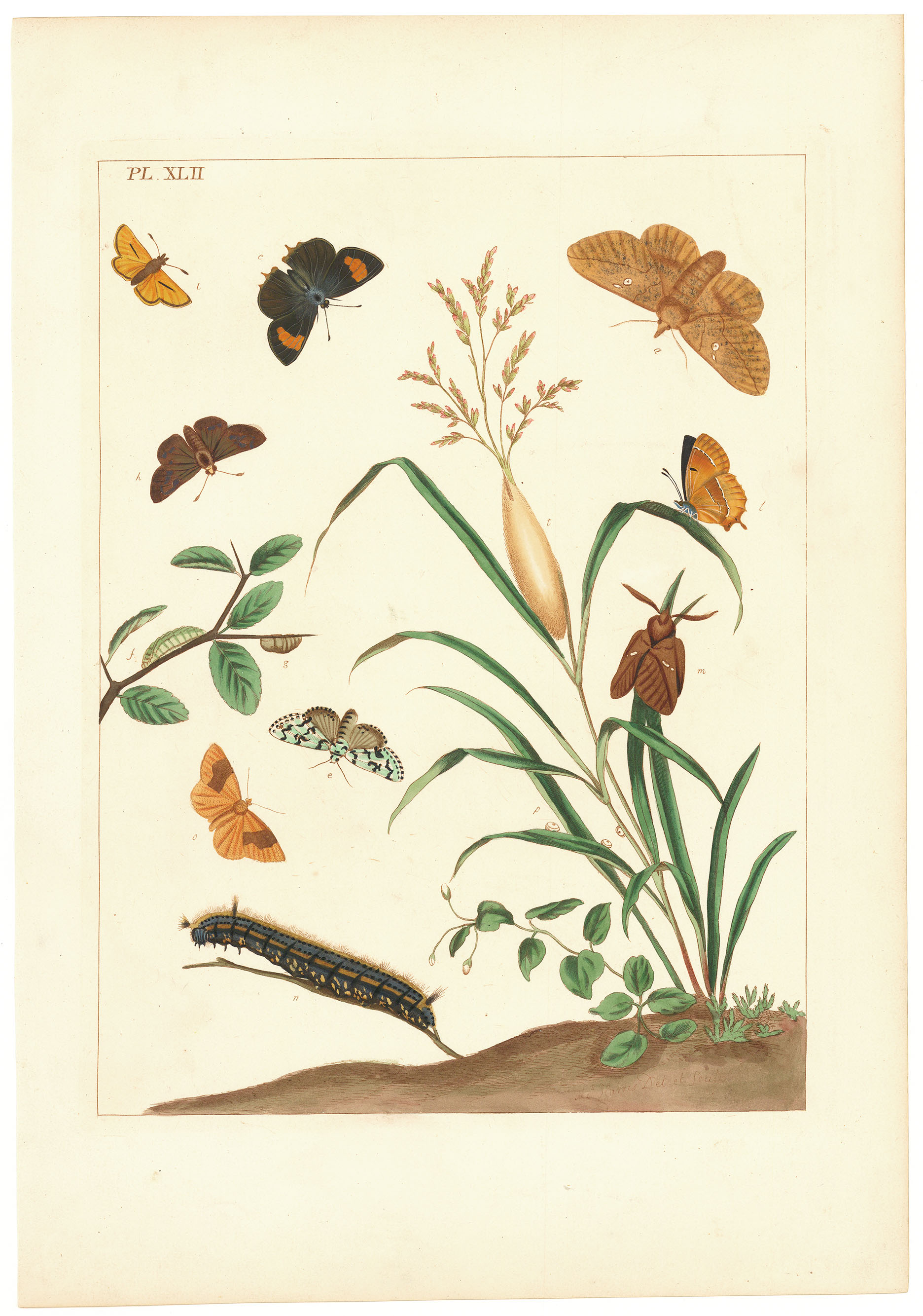 Pl. XLII. (Moths, plants, caterpillar).