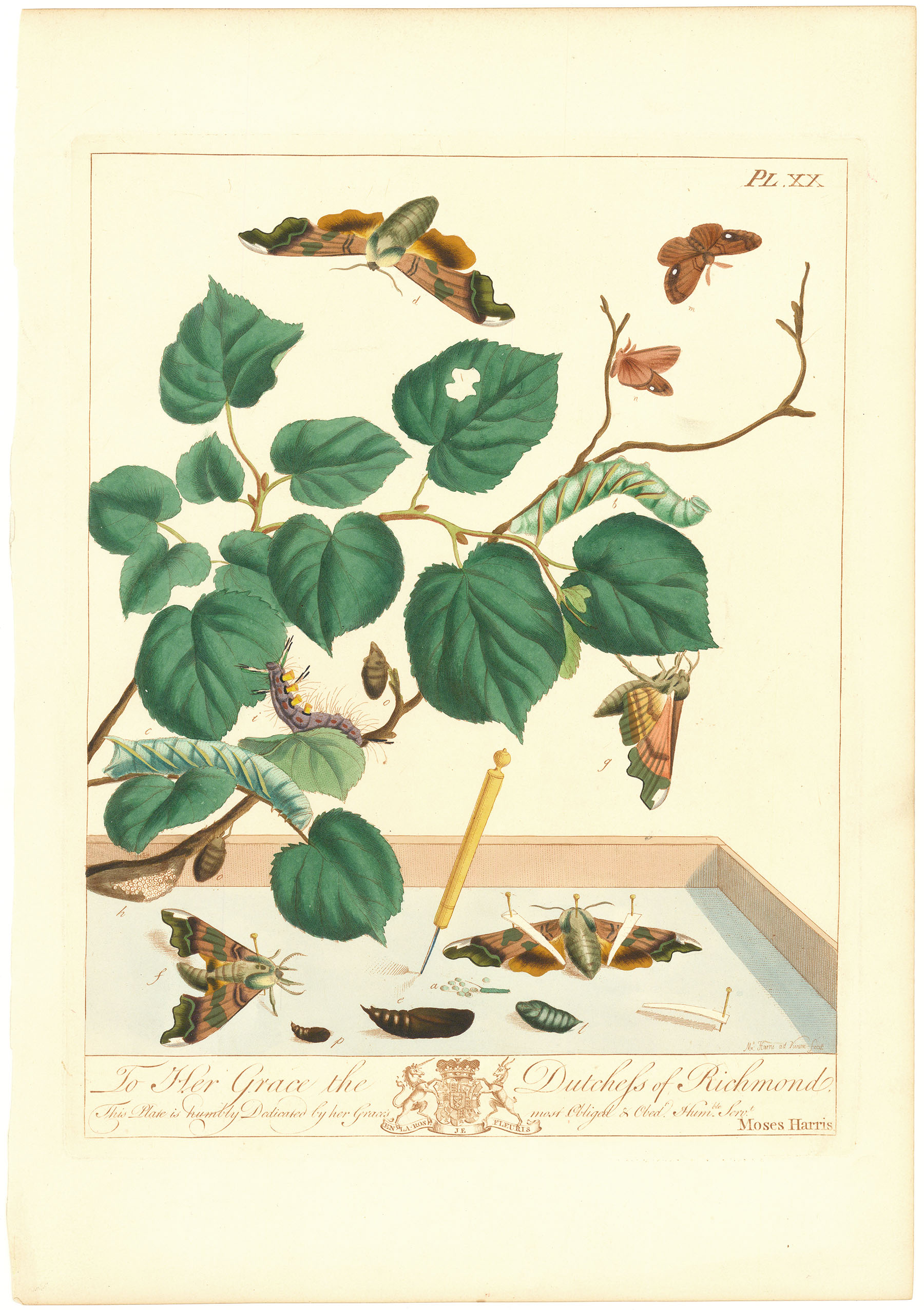 Pl. XX. To Her Grace the Duchess of Richmond... (Moths, plants, caterpillar).