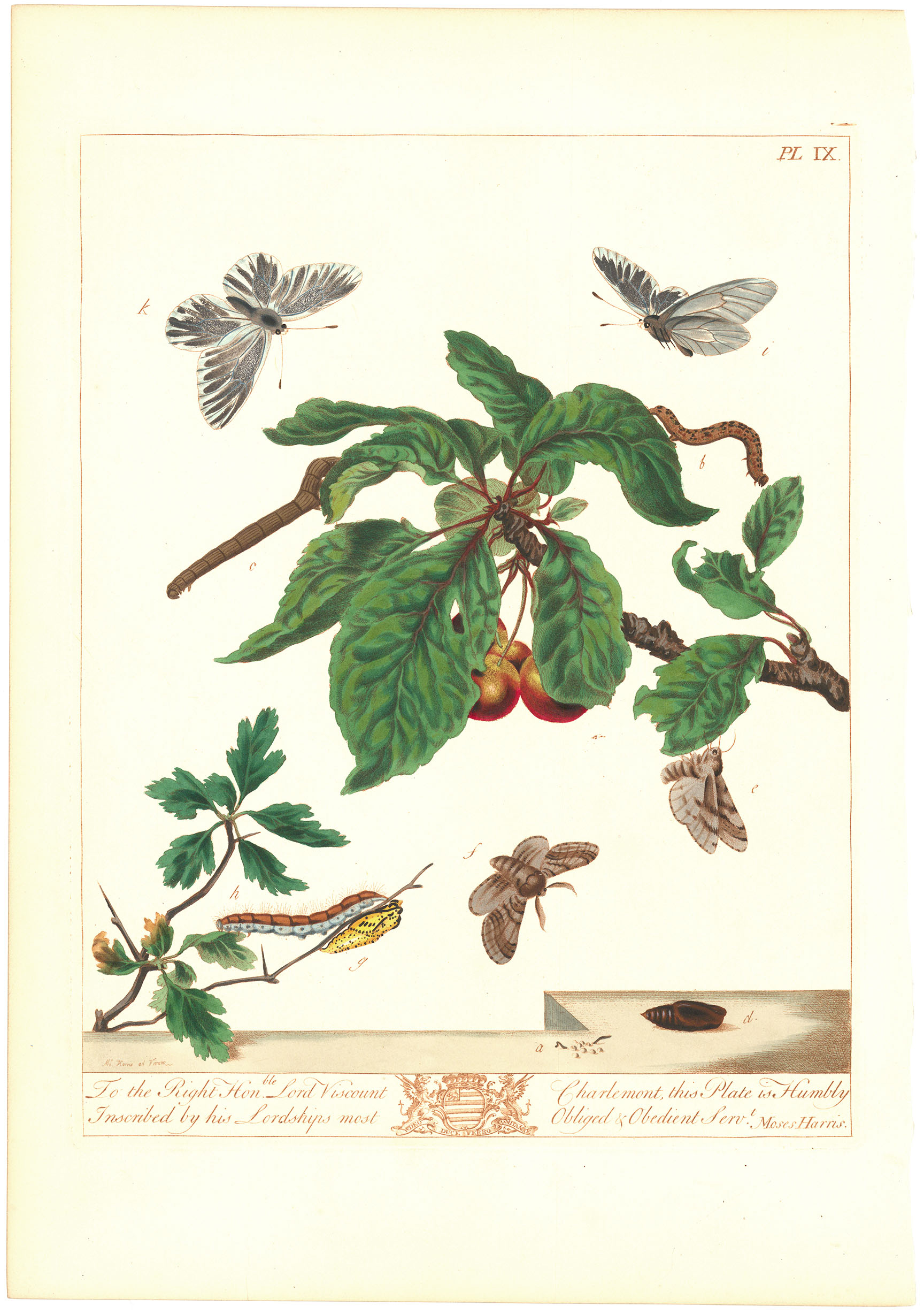 Pl. IX. To the Right Honble. Lord Viscount Charlemont... (Moths, branches, caterpillar).