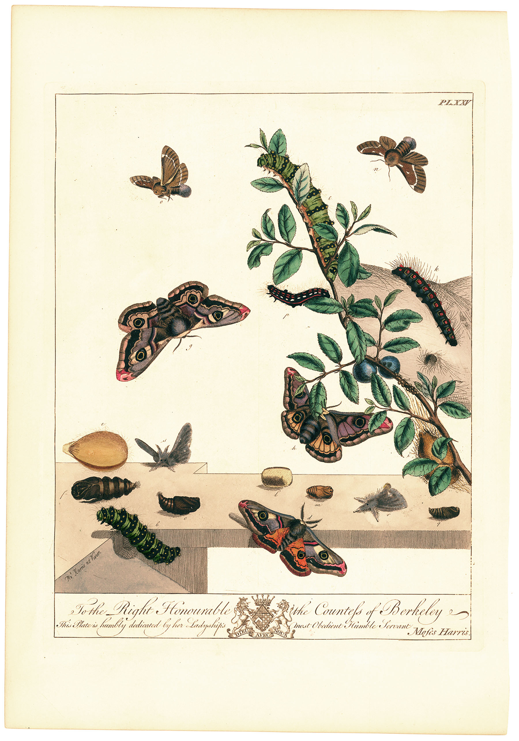Pl. XXV. To the Right Honourable the Countess of Berkeley... (Moths, branch, caterpillar).
