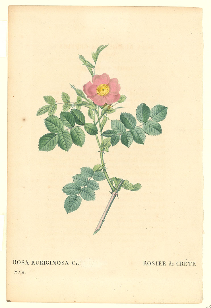Rosa Rubiginosa Cretica (Cretan sweet briar rose). Rosier de Crete (Rosebush of Crete).