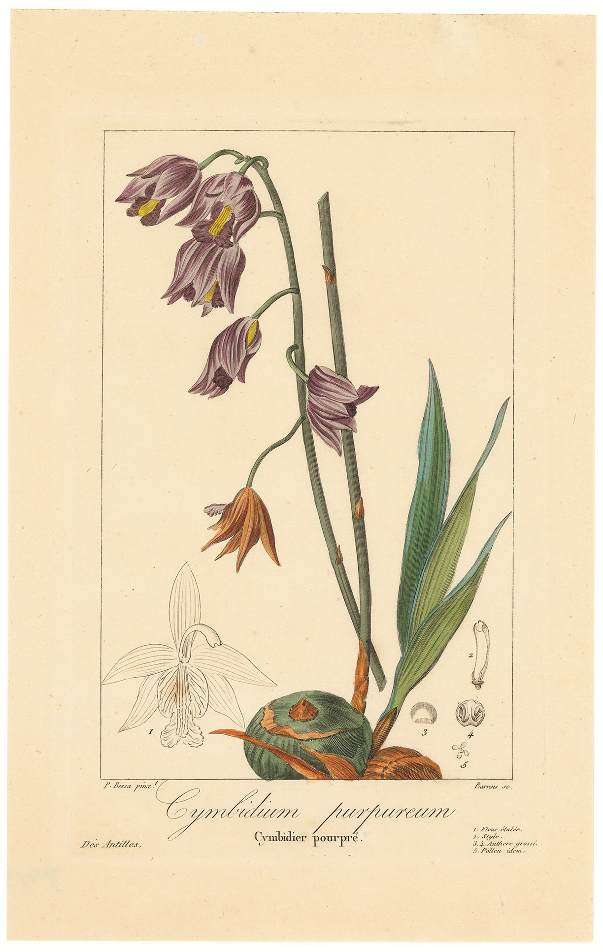 Cymbidium purpureum.  Cymbidier pourpre.