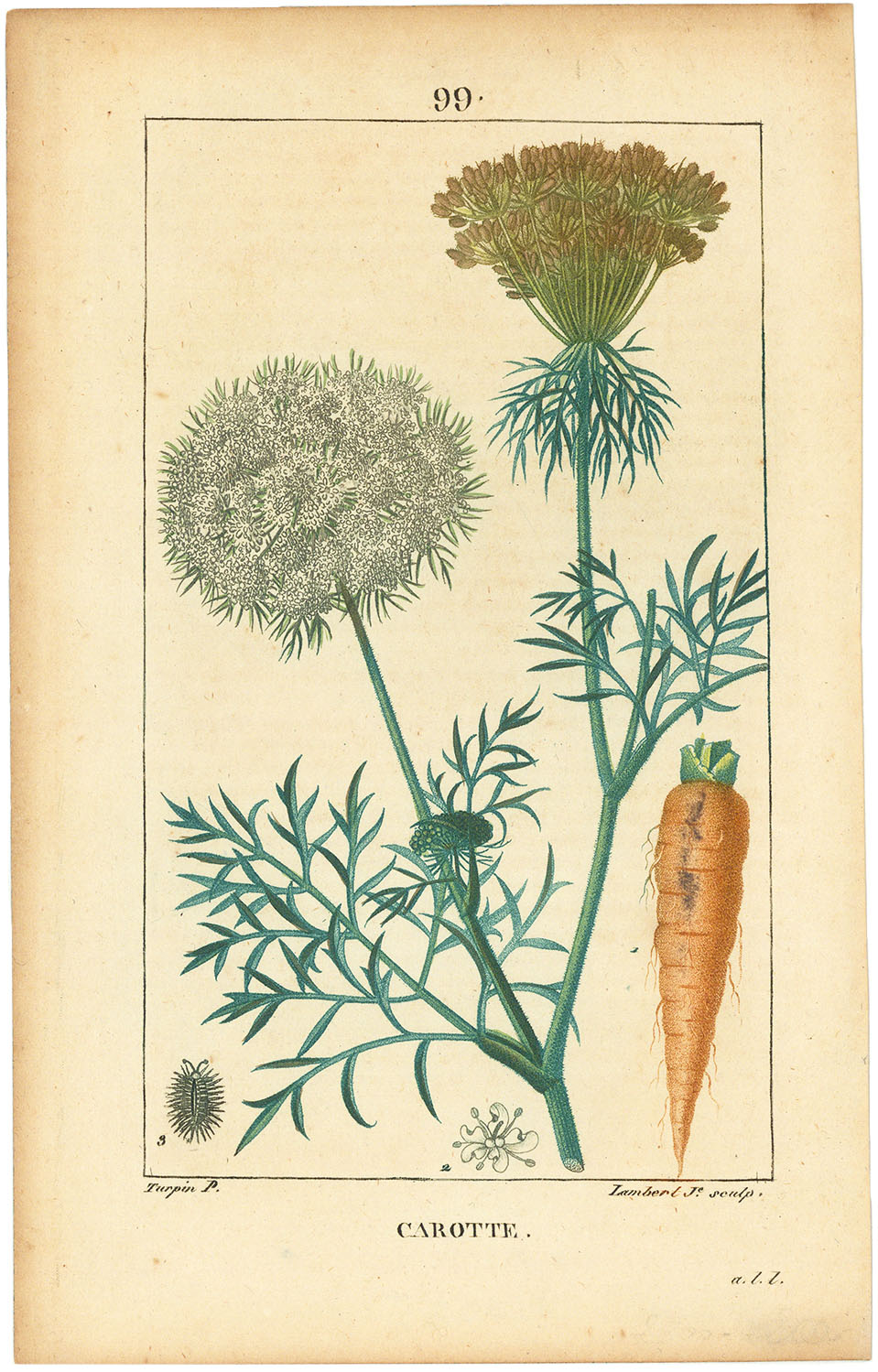 Carotte. 99. (Carrot)