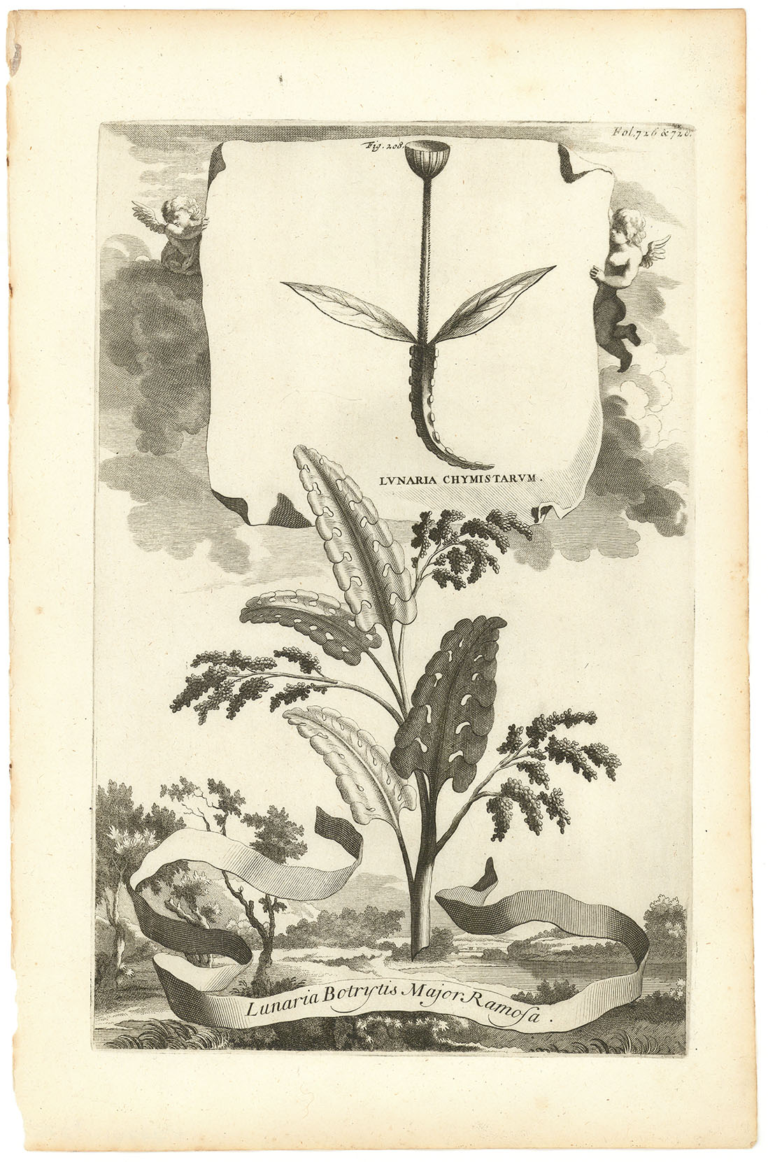Lunaria Chymistarum, Lunaria Botrytis Major Ramosa.(Moonwort)