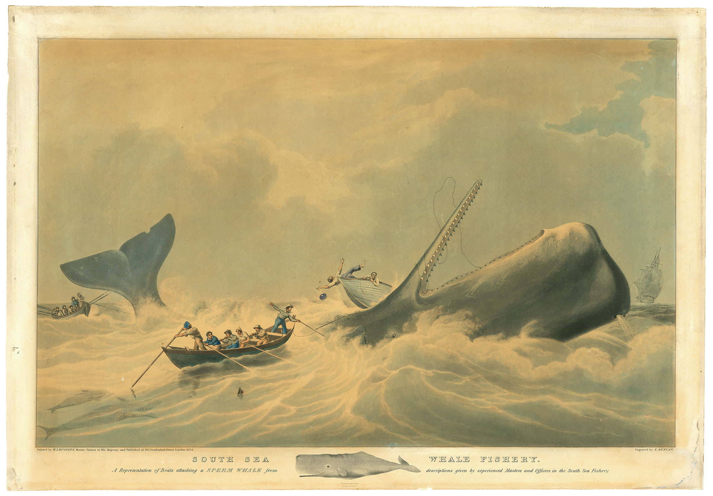 South Sea Whale Fishery. : A Representation of Boats attacking a Sperm Whale from Descriptions given by Experienced Masters and Officers in the South Sea Fishery.