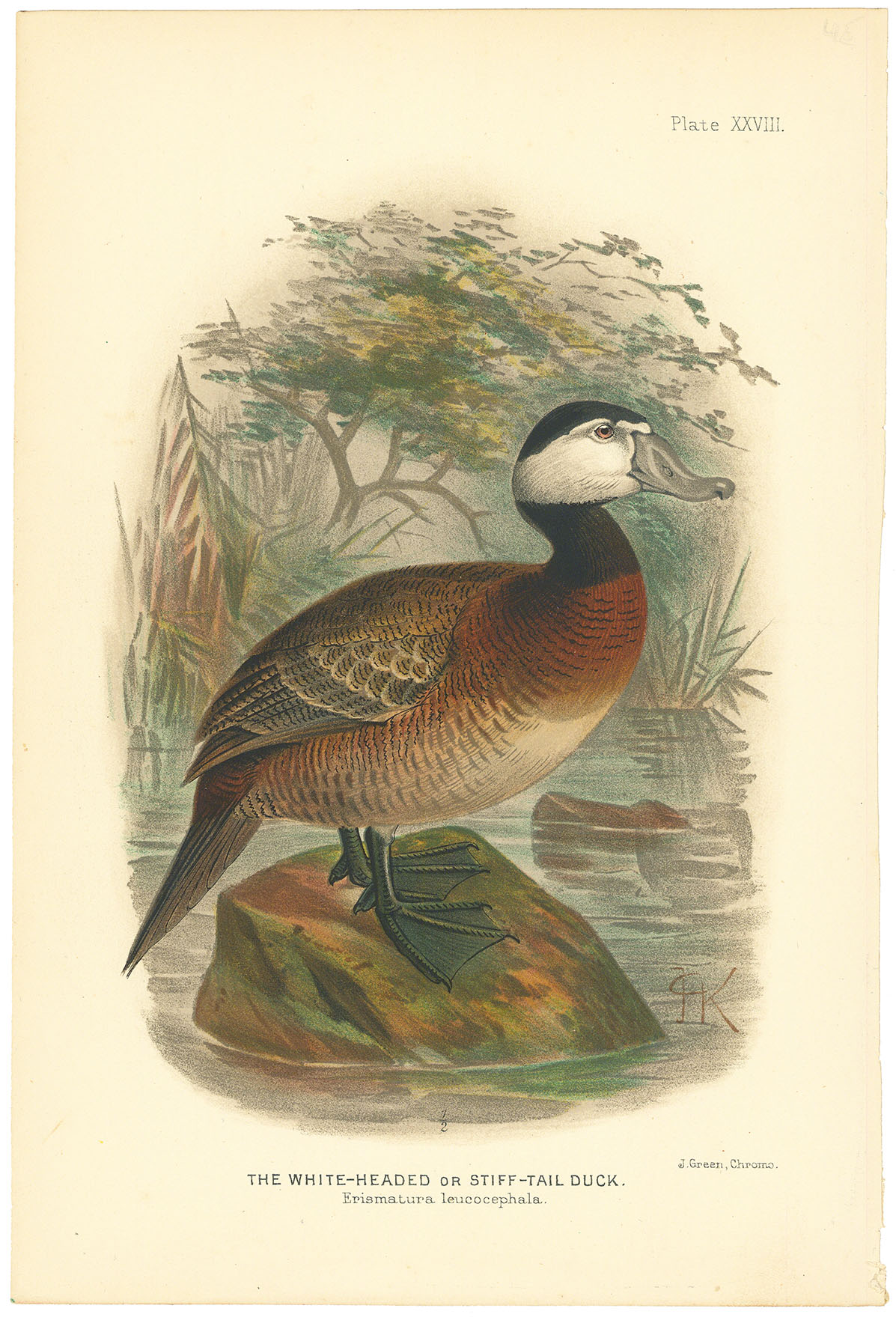 White-Headed or Stiff-Tail Duck. The, Erismatura leucocephala. Plate XXVII.