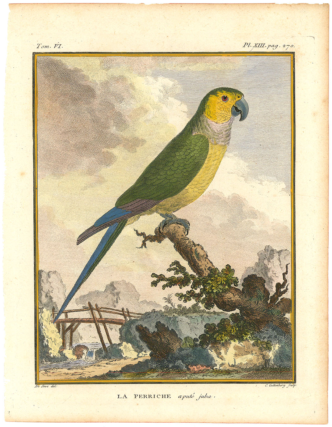 Cape Parrot (La Perriche a pute juba.) Tom VI. Pl. XIII.