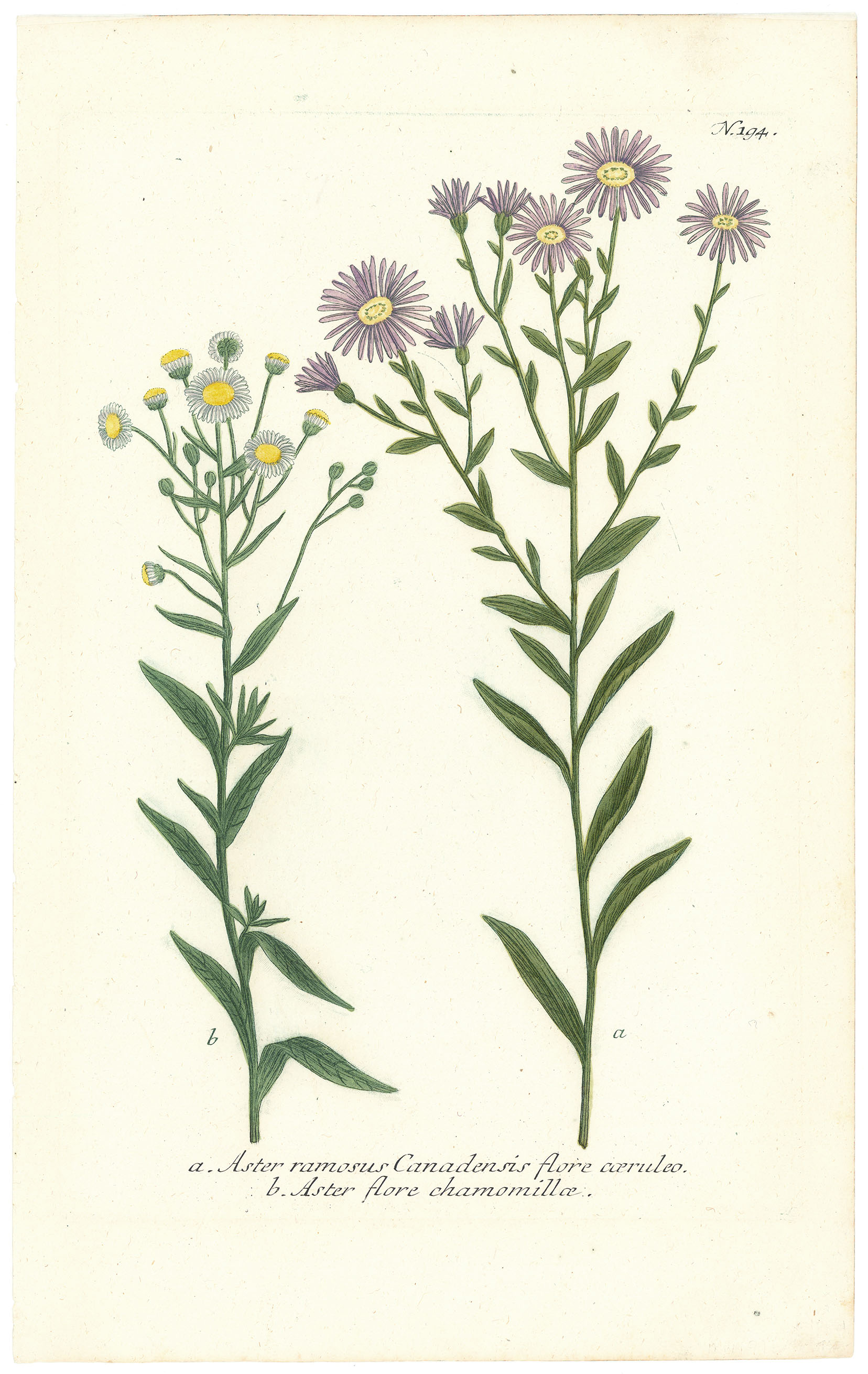 Aster ramosus Canadensis flore caeruleo ( Branched Canadian aster with blue flowers). Aster flore chamomillae (Aster with flowers like chamomile). No. 194.