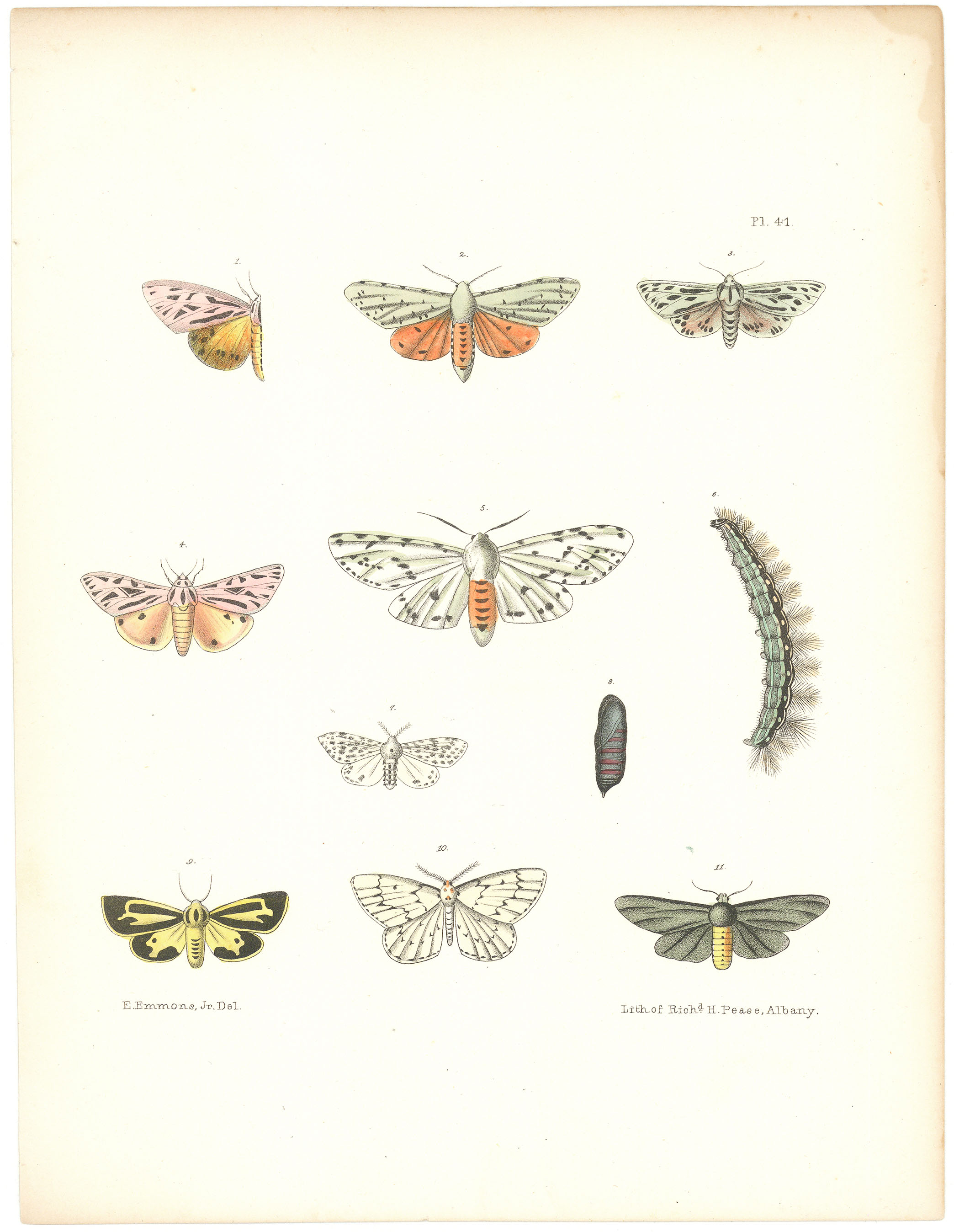 Injurious Moths and Caterpillars.