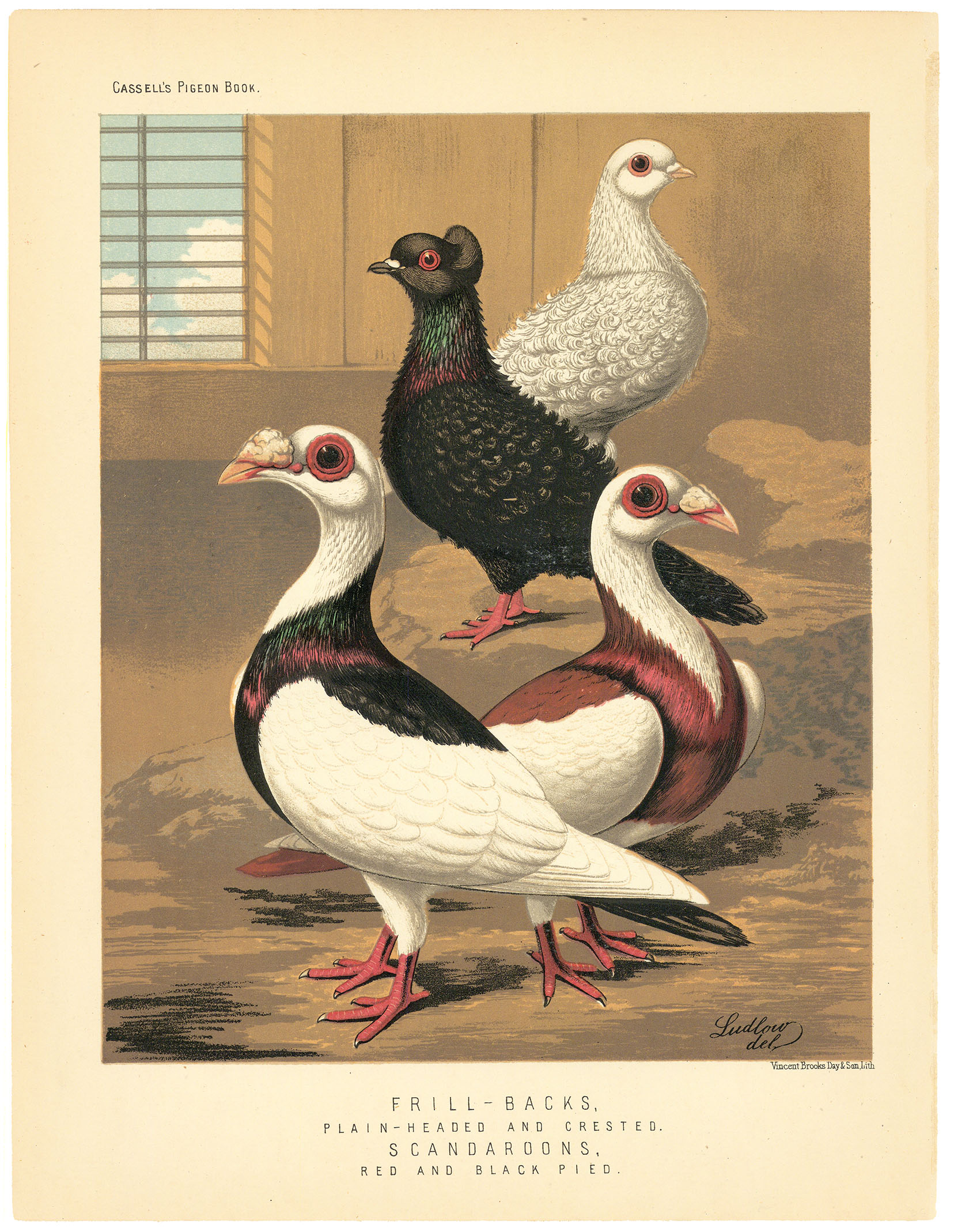Frill-Backs, Plain-headed and Crested.  Scandaroons, Red and Black Pied.