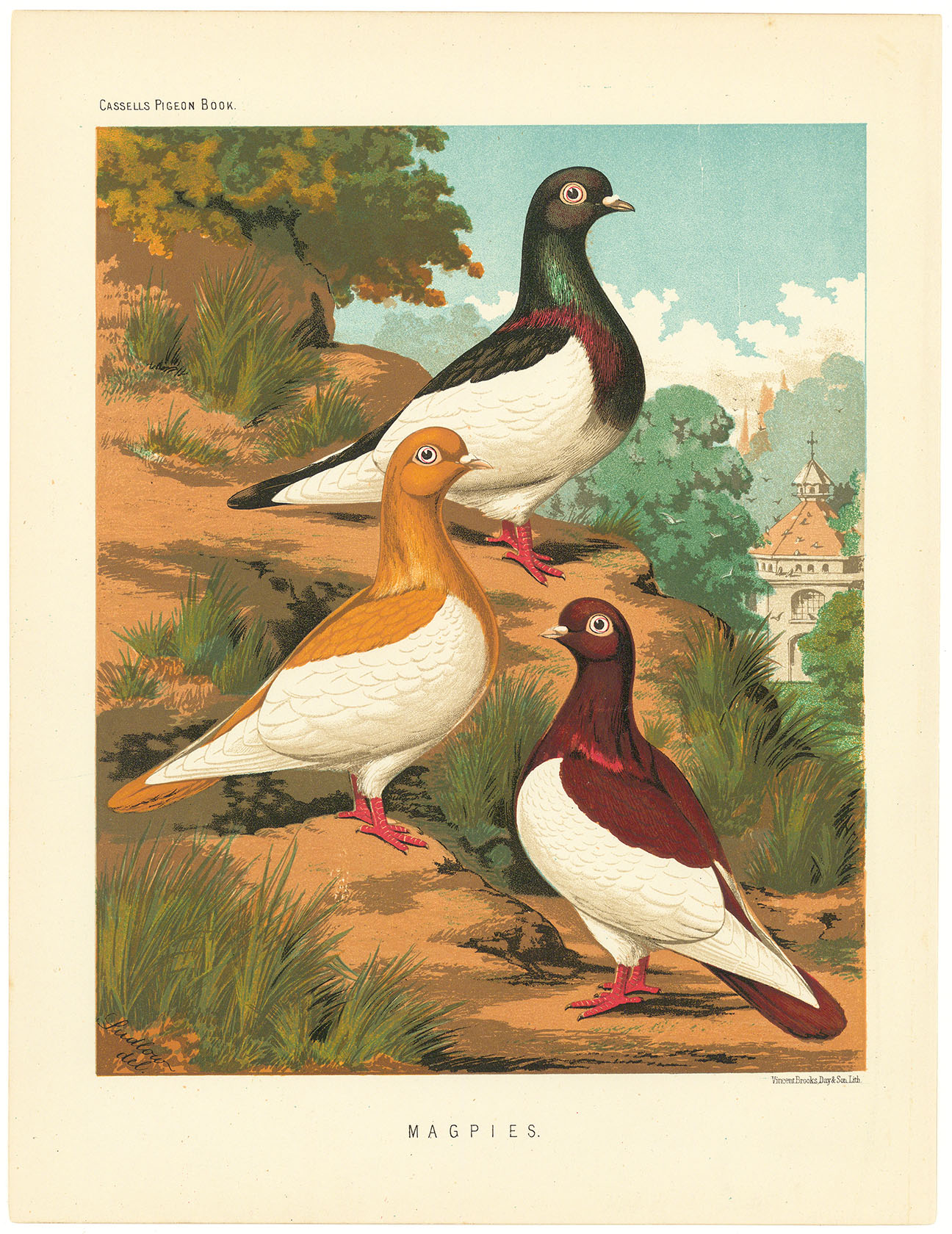 Magpies.