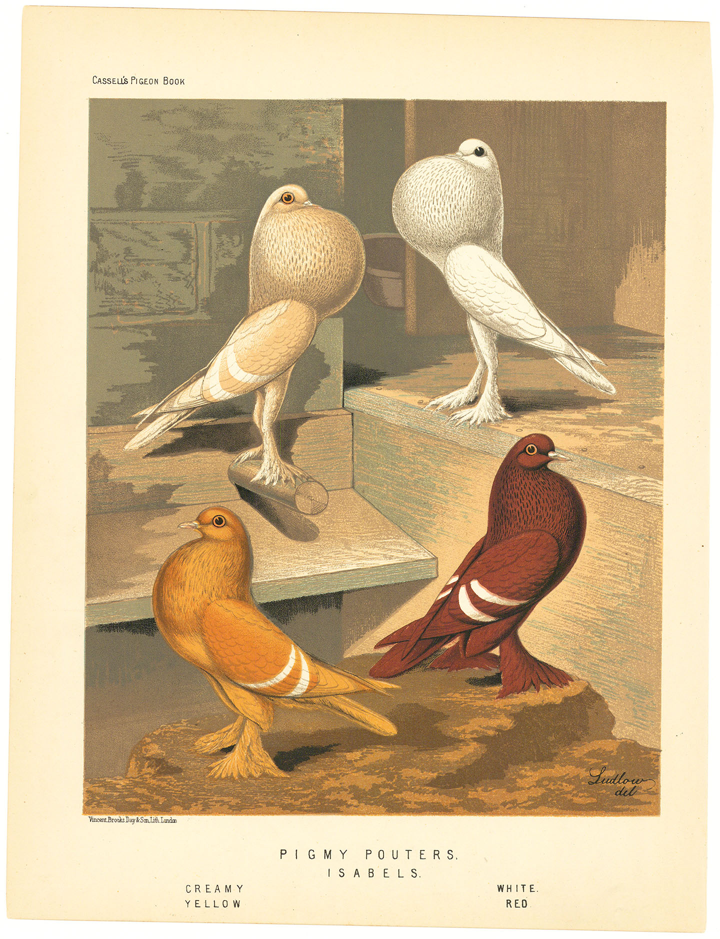 Pigmy Pouters.Isabels. Creamy. White. Yellow. Red.