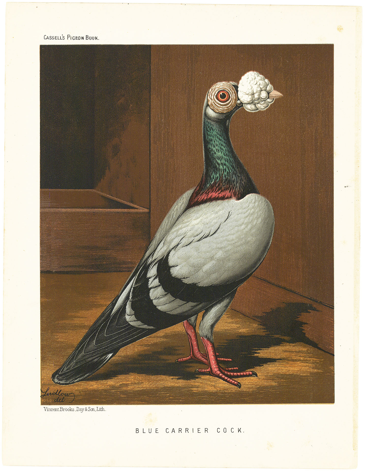 Blue Carrier Cock.