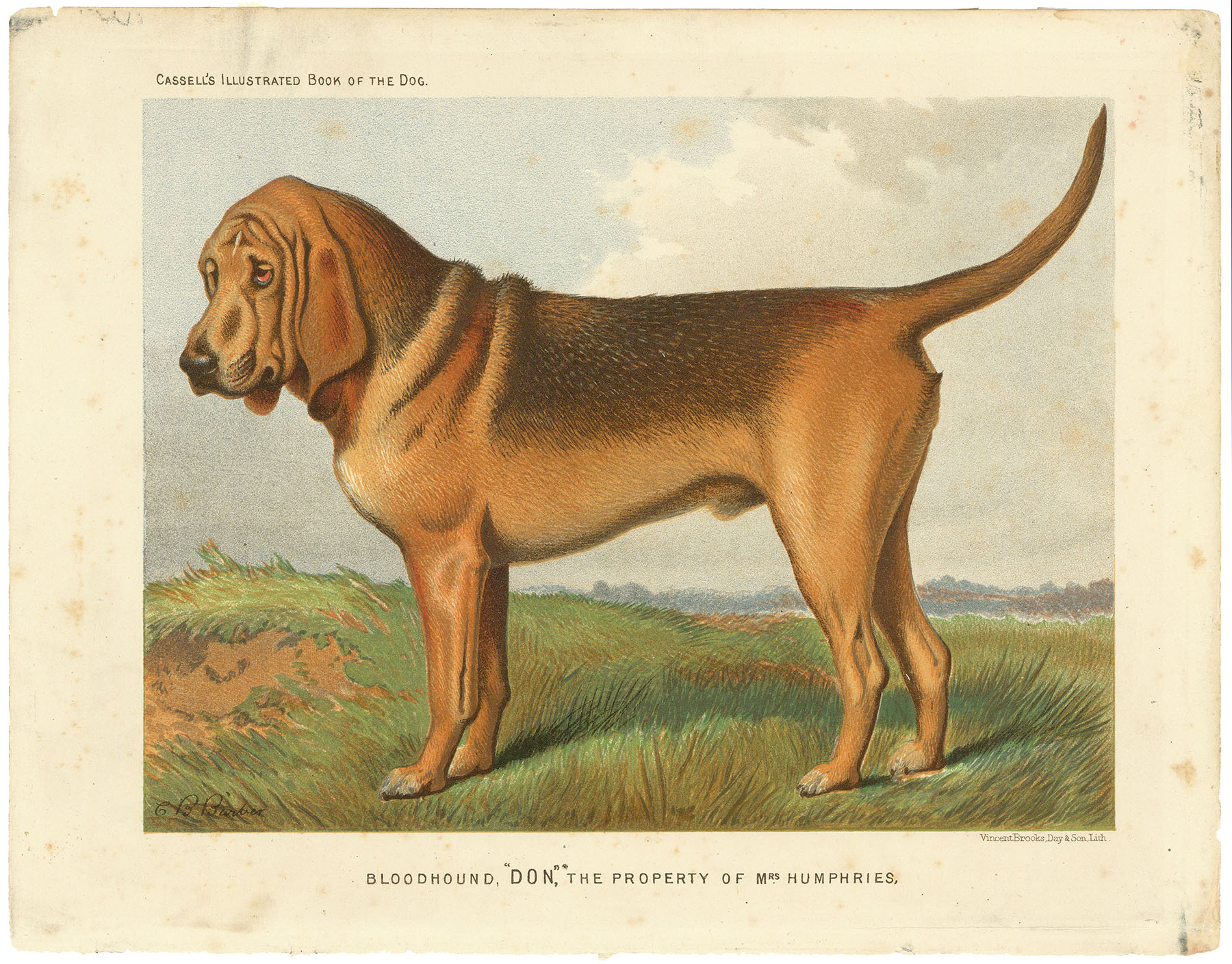 Bloodhound, "Don," the Property of Mrs. Humphries.