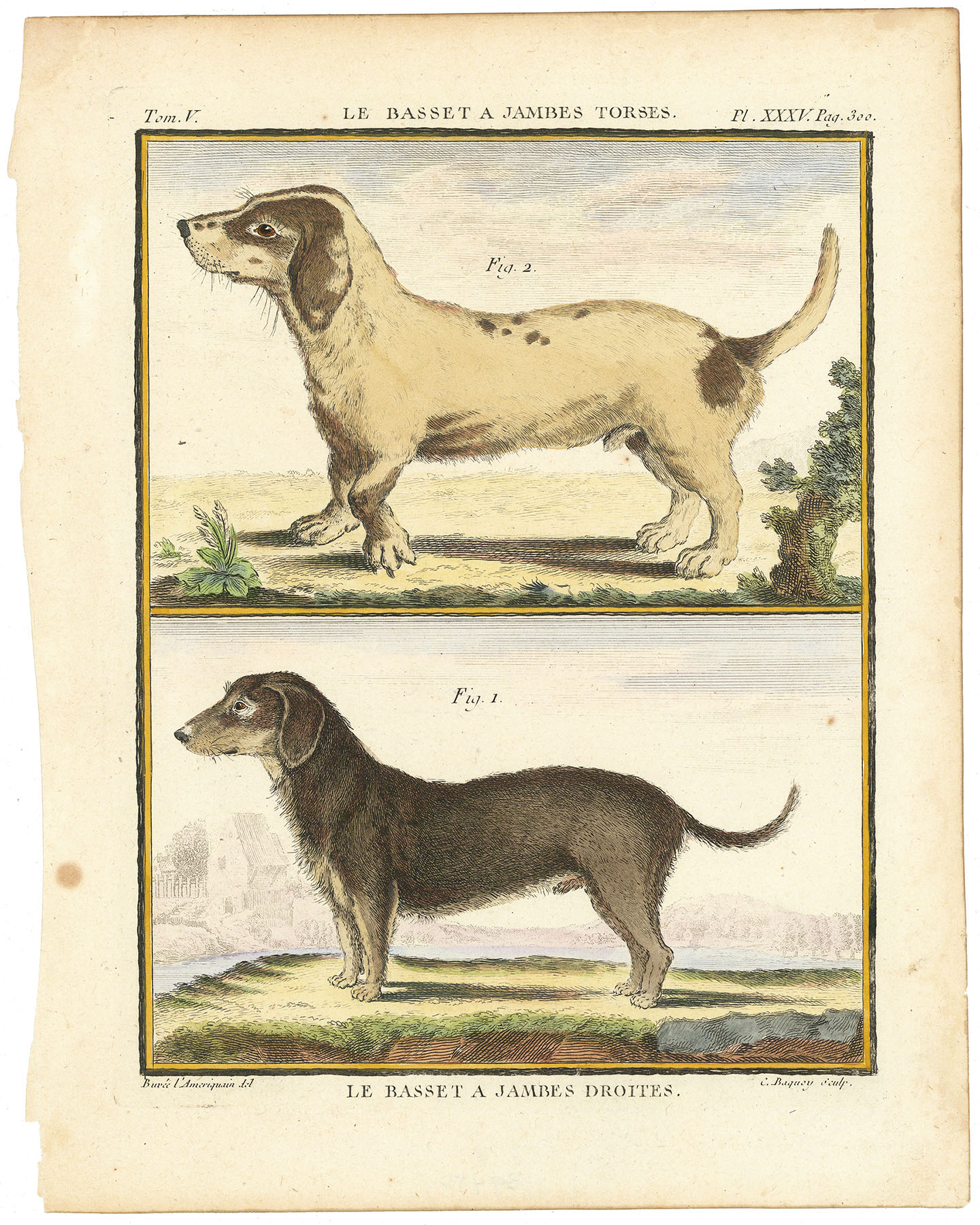 . Le Basset A Jambres Droites. Fig 1. (The Basset with Straight Legs). Le Basset A Jambes Torses. Fig 2. (The Basset with Crooked Legs). Pl.XXXV. Plate 35.