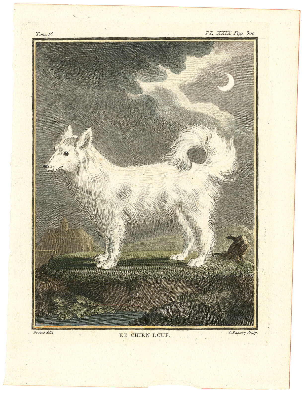 Le Chien Loup. (The Wolf Dog). Pl XXIX. Plate 29.