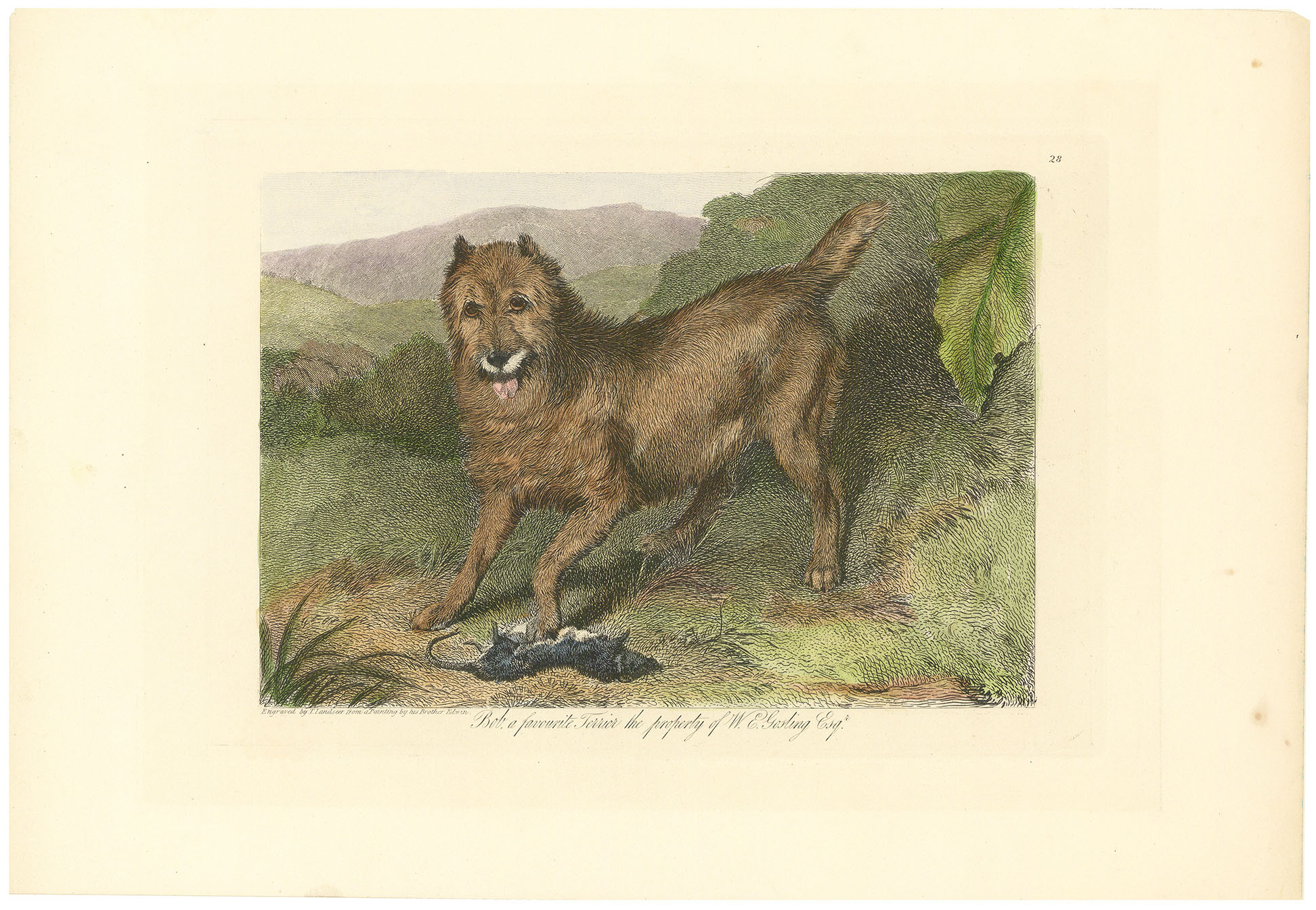 Bob, a favourite Terrier, the property of W.E. Gosling Esq.