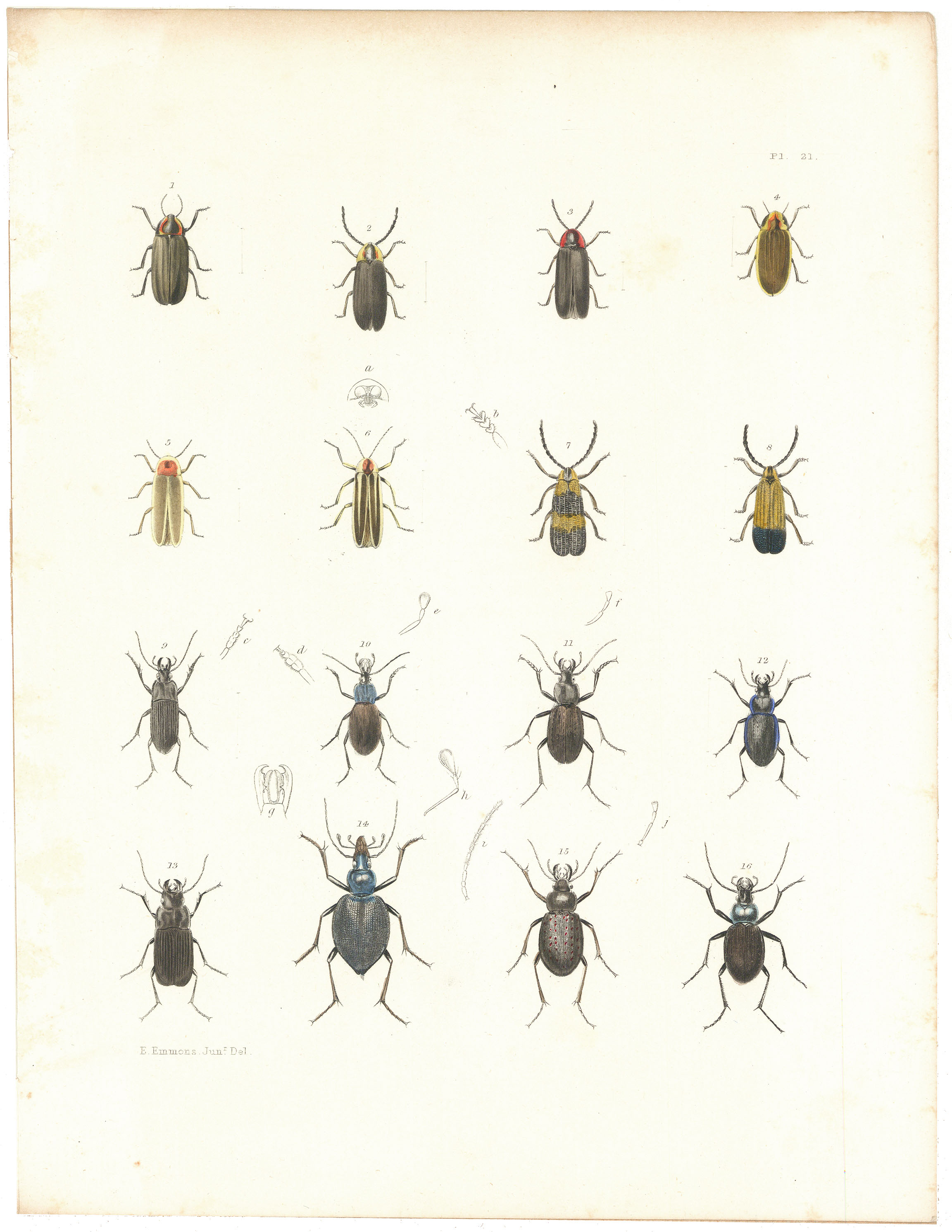 Lampyris corrusca, Carabus limbatus. Plate 21 (Beetles)