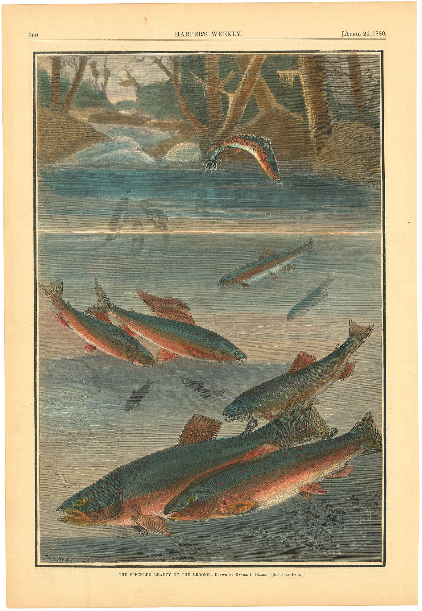 The Speckled Beauty of the Brooks.