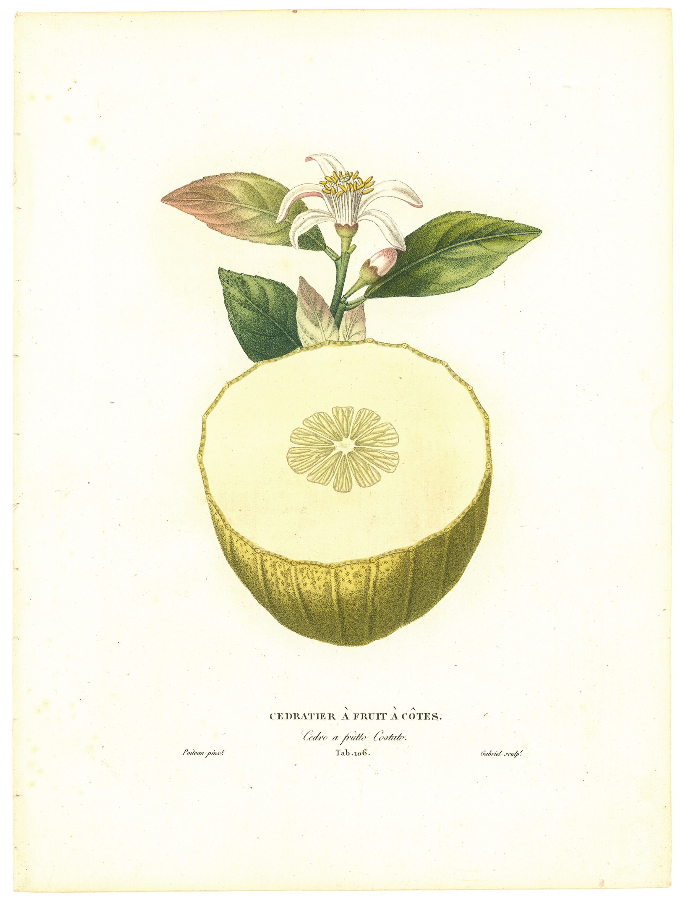 Cedratier A Fruit A Cotes.