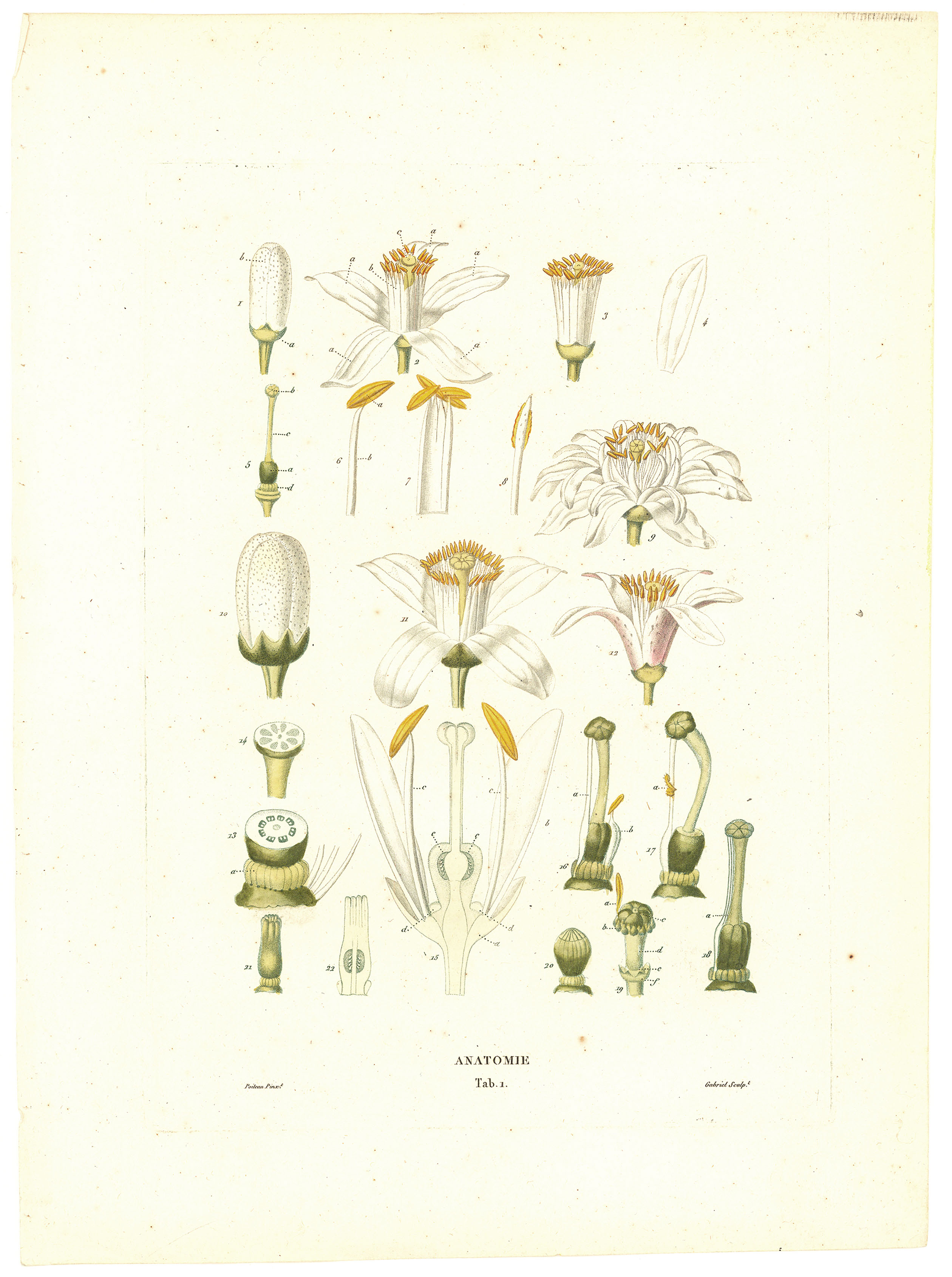 Anatomie. (Citris blossoms)