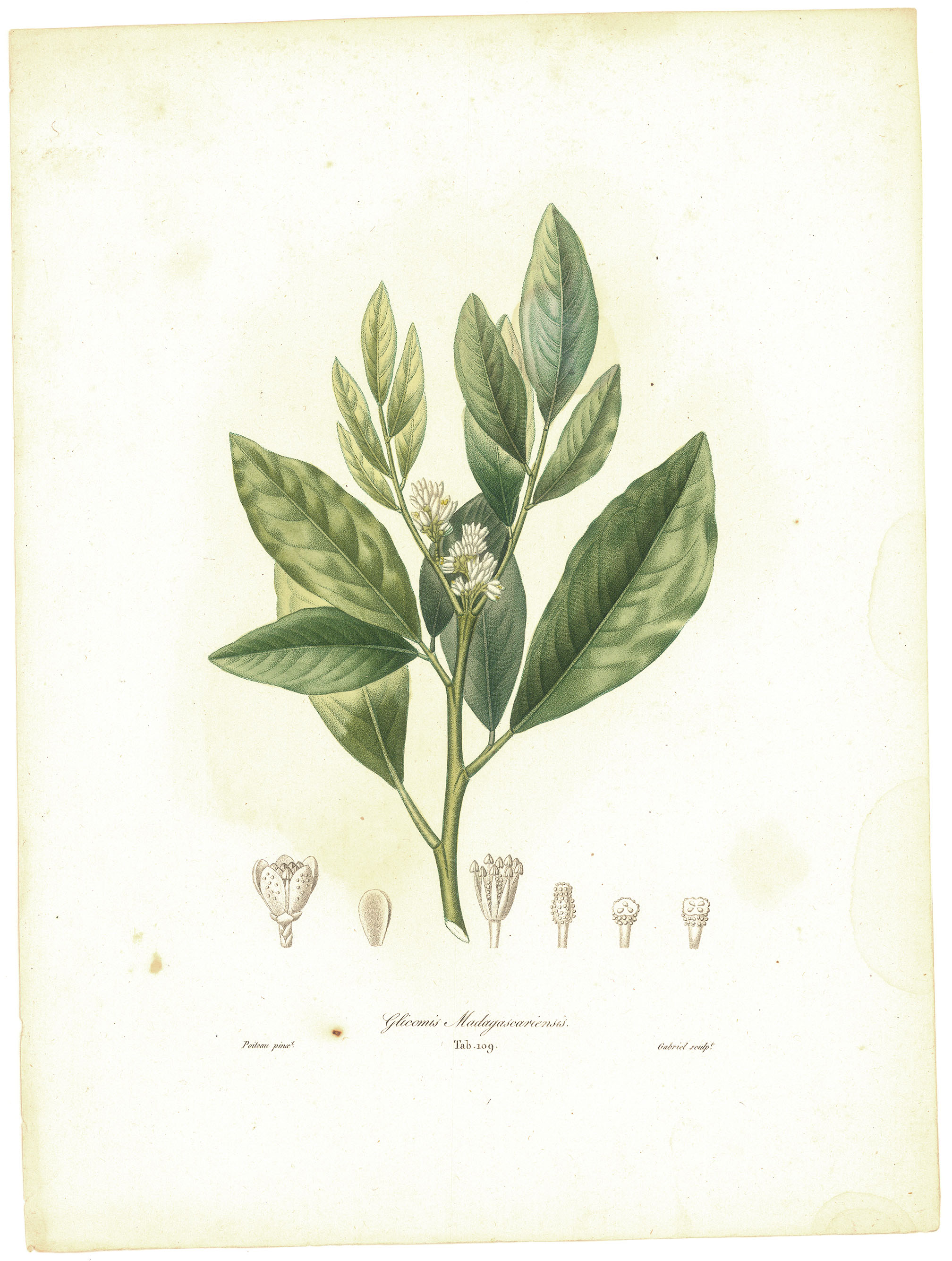 Glicomis Madagascariensis. (Madagascar citrus blossom)