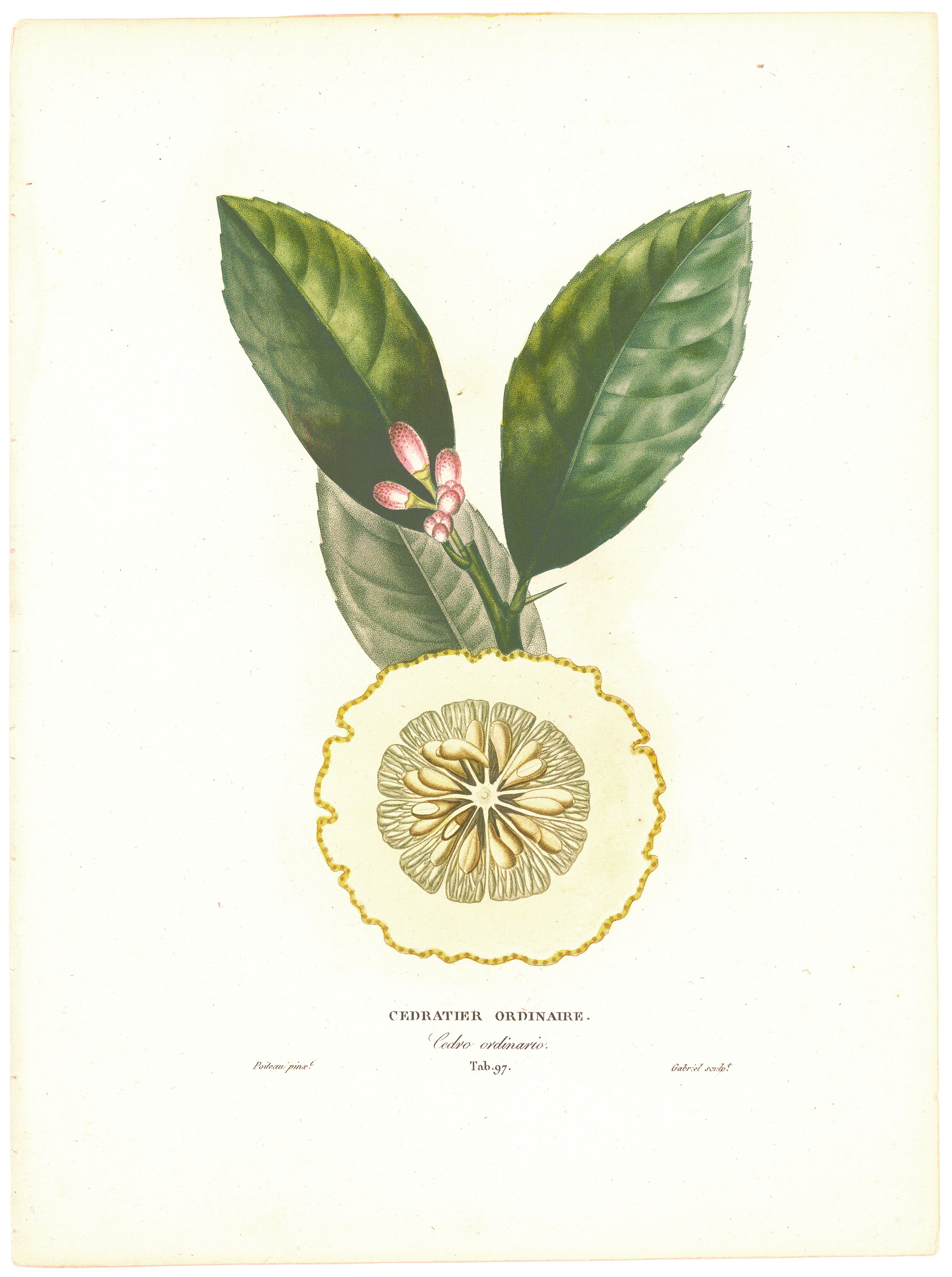 Cedratier Ordinaire.
