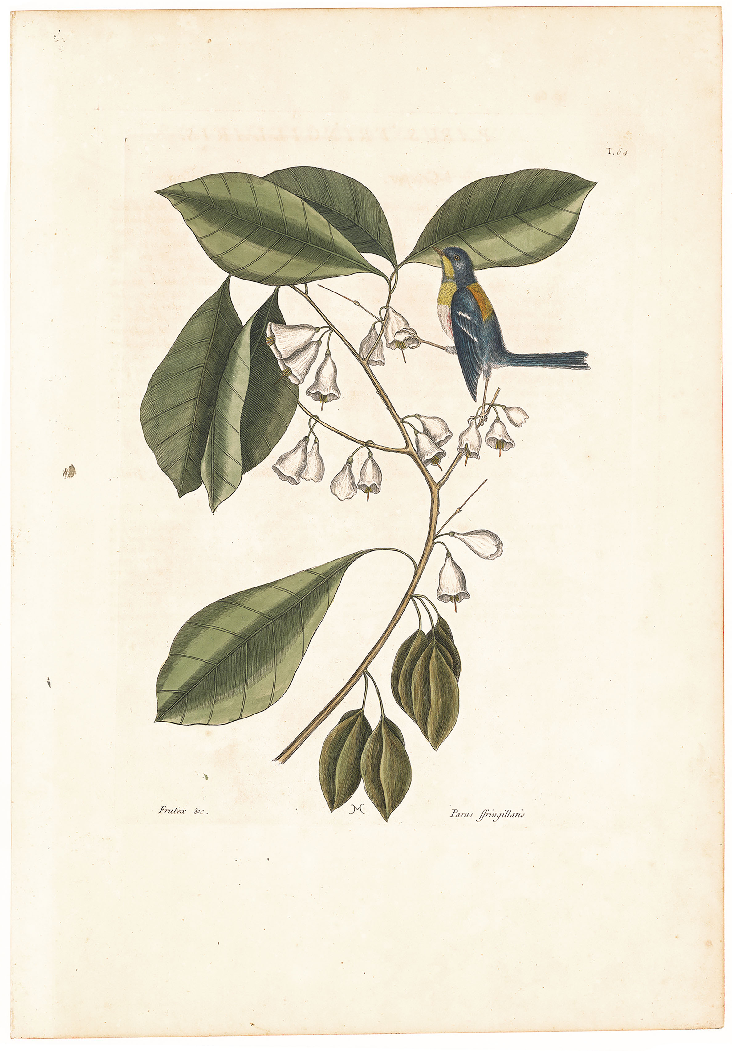 Parus Fringillaris:  The Finch-Creeper; Frutex, Padi foliis non serratis, floribus monopetalis albis... The Finch Creeper.  T. 64.