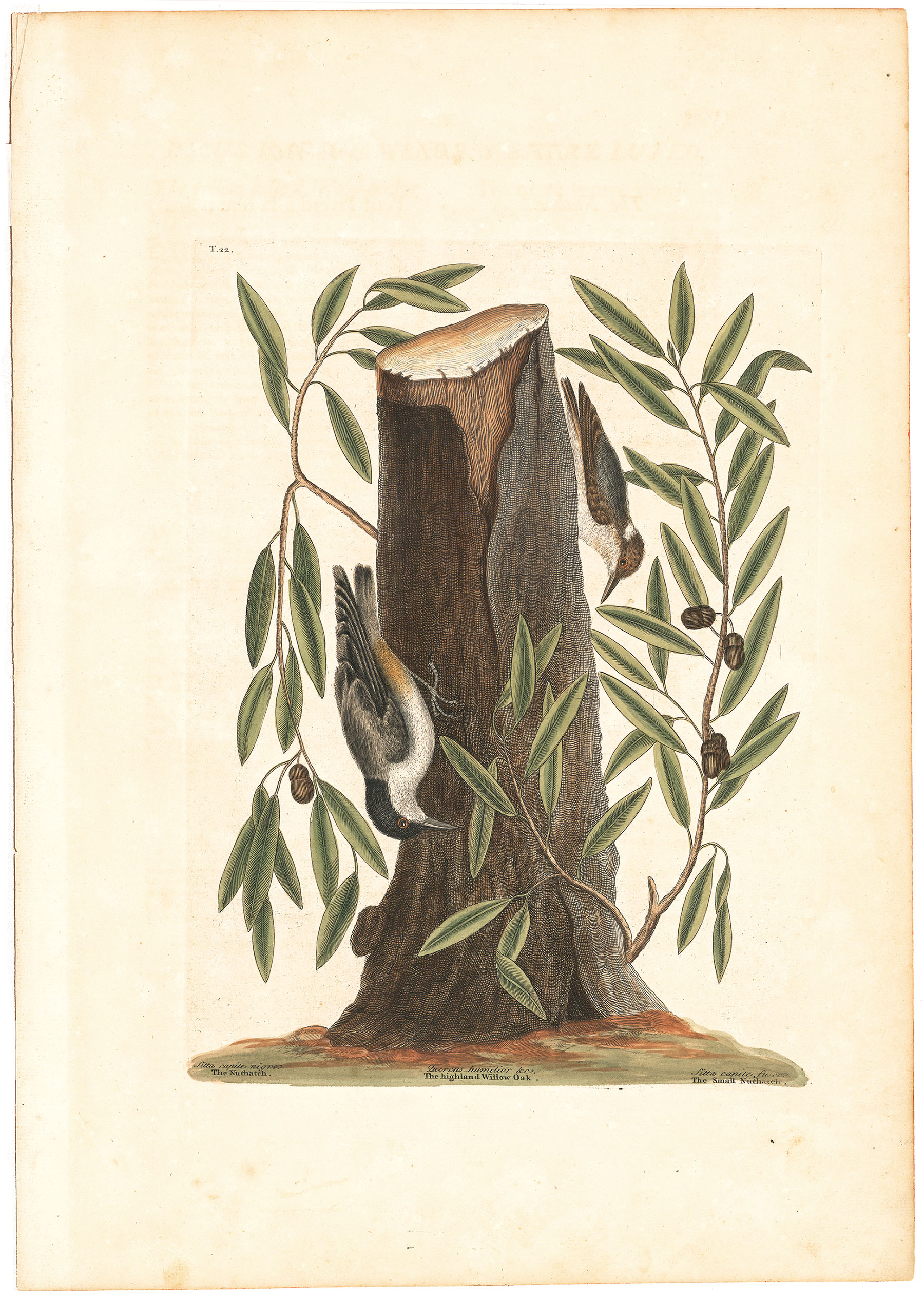 Sitta Capite Nigro: The Nuthatch; Sitta Capite Fusco: The Small Nuthatch; Quercus humilior salicis folio breviore: The Highland Willow Oak. T. 22.