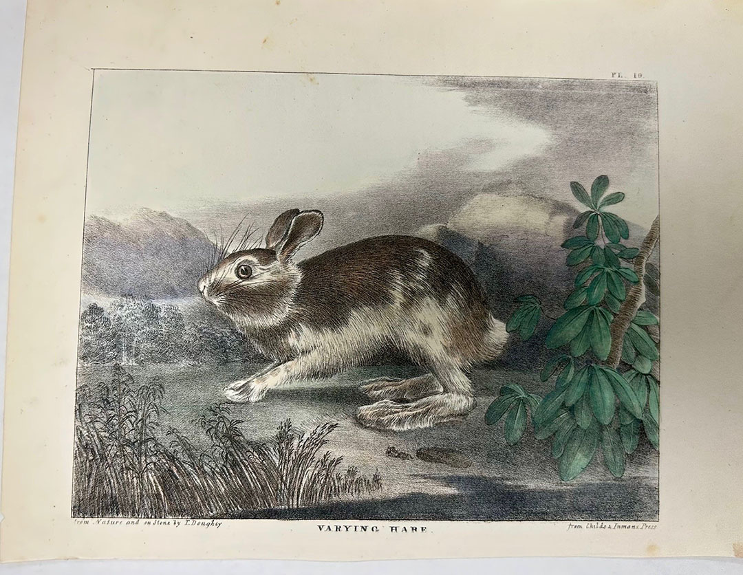 Varying Hare. Pl. 19.