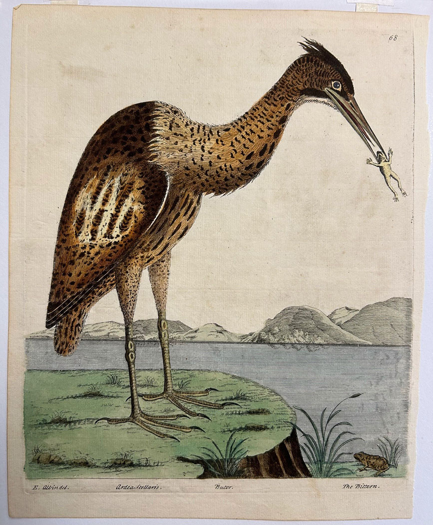 Eurasian bittern (Ardea Stellaris.) Plate 68.