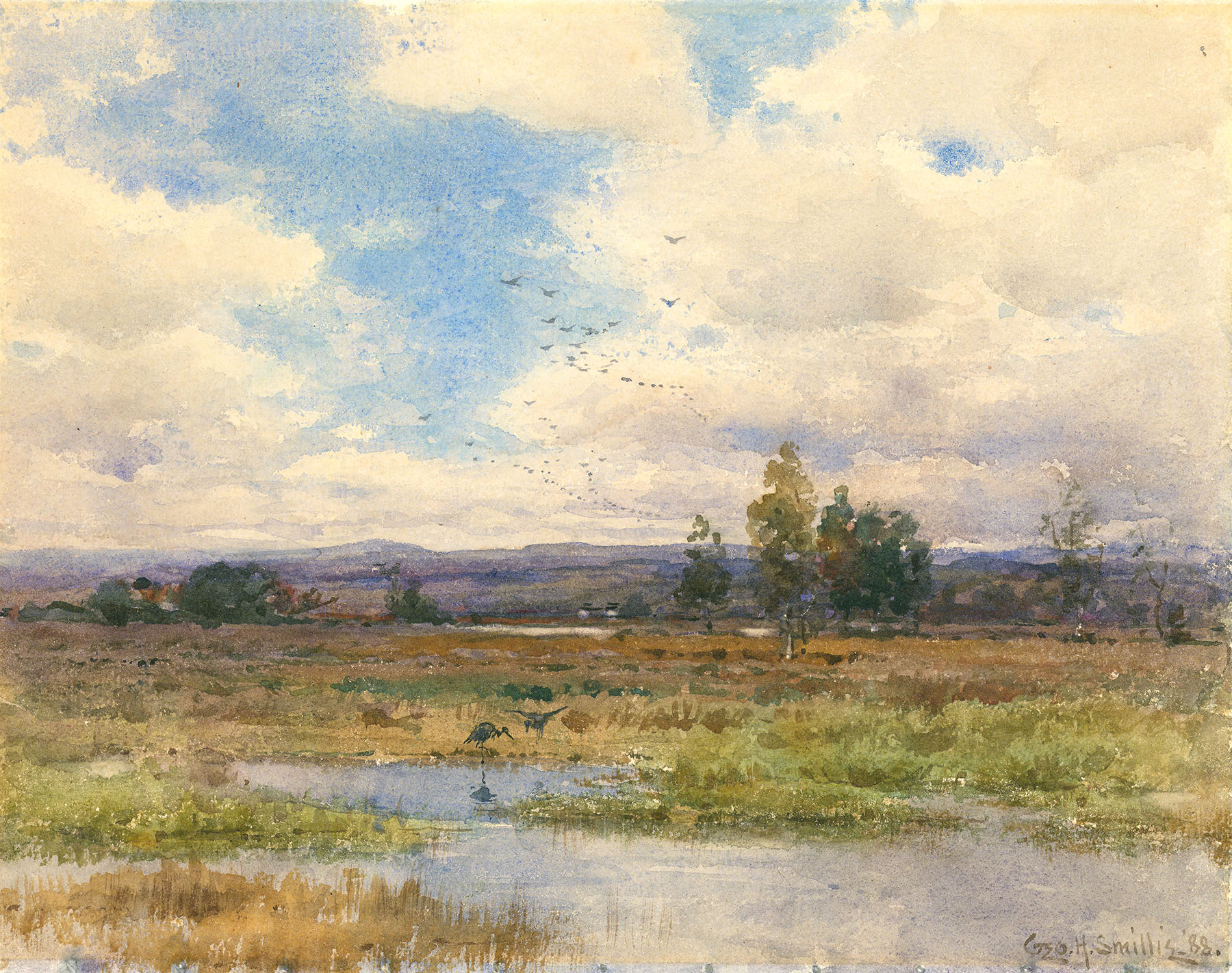 Herons in Marsh.