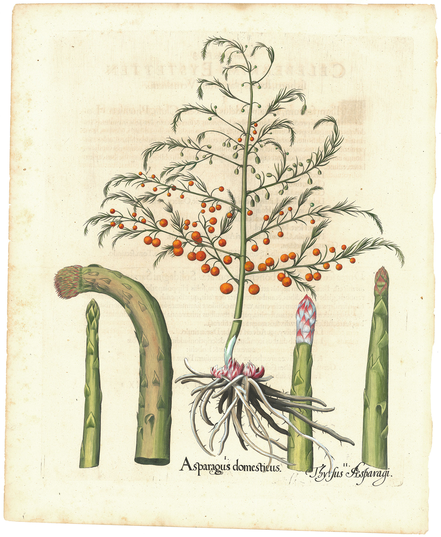 Asparagus domesticus. Thyrsus Aasparagi.