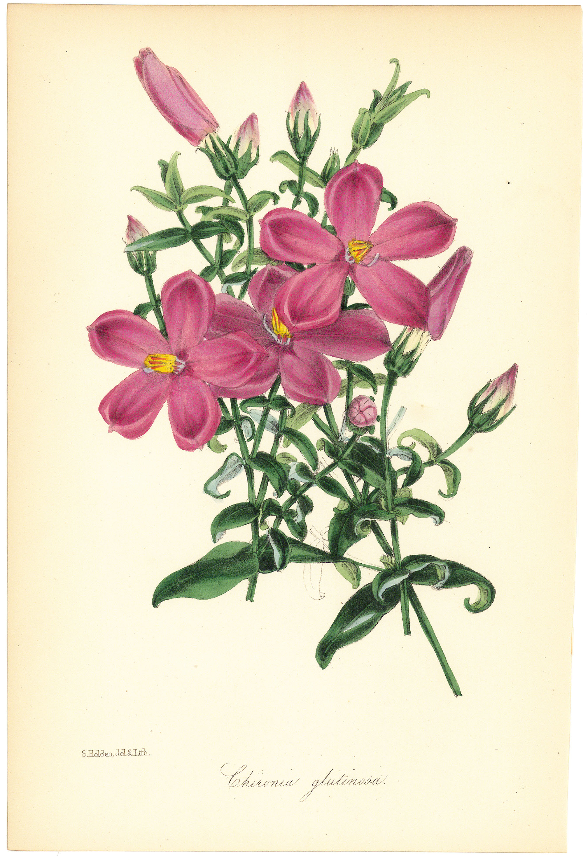 Chironia glutinosa.