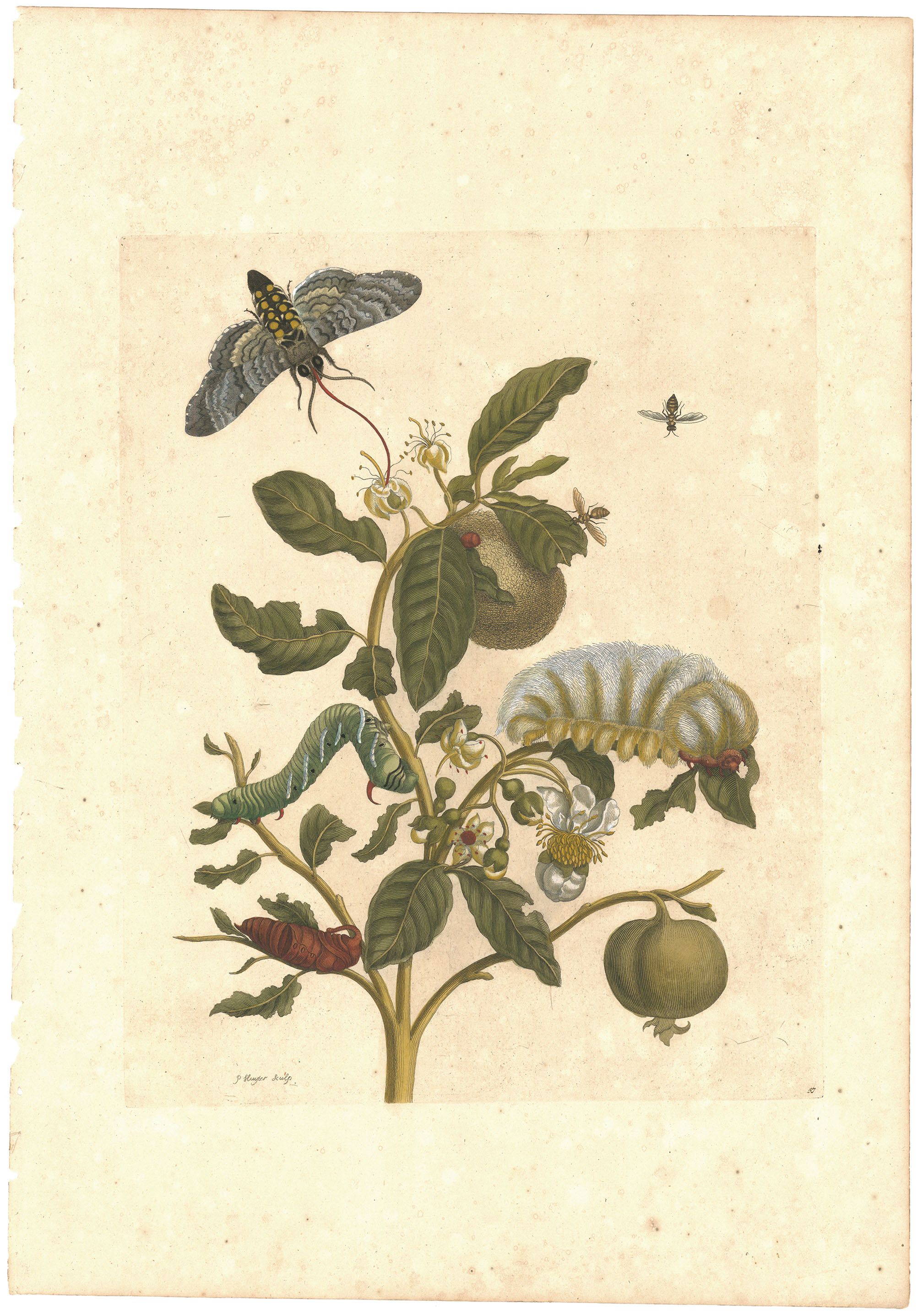 Plate 57. Sphinx Moth and White Guava Tree.