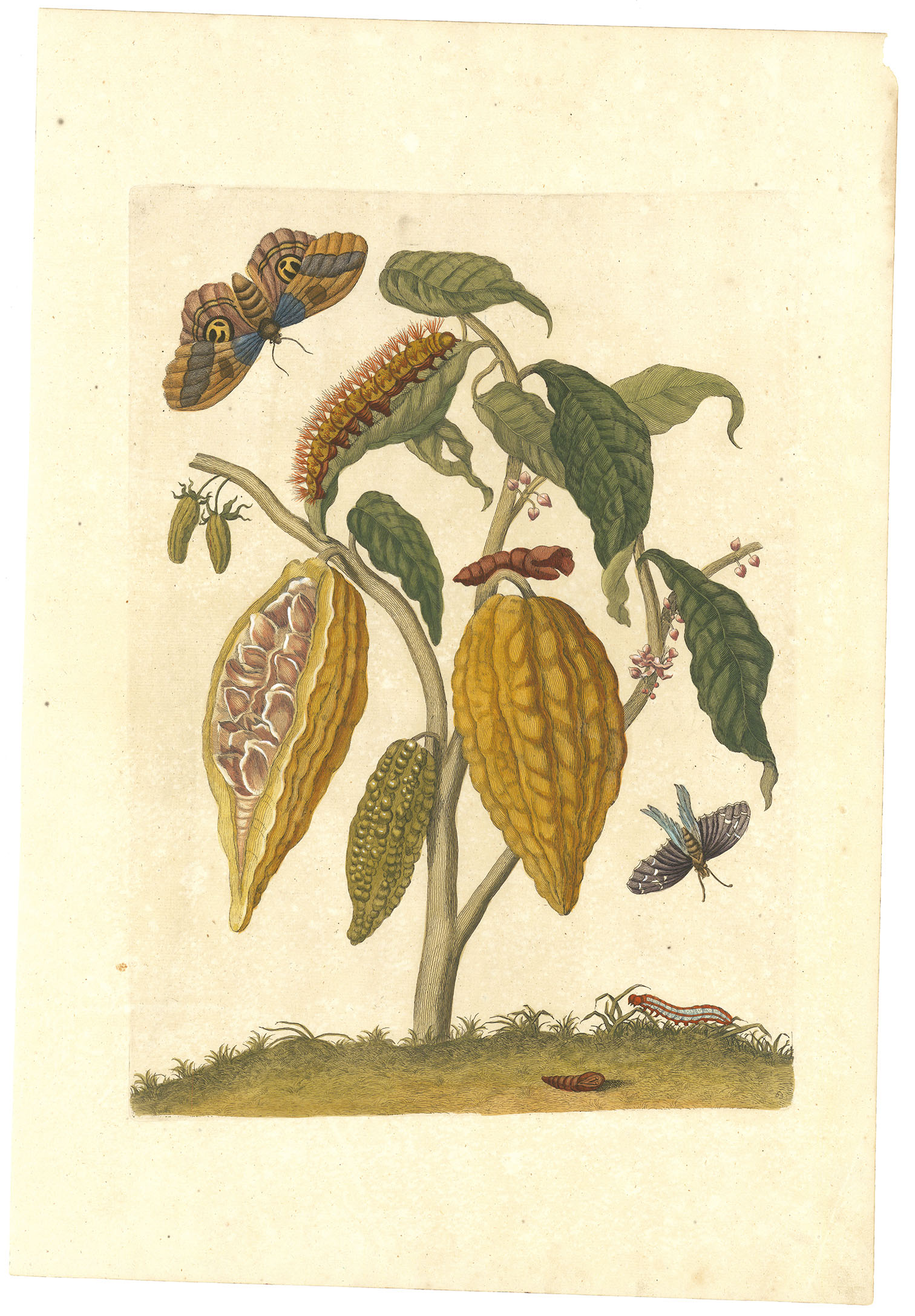 Plate 63, Cacao plant with moths.