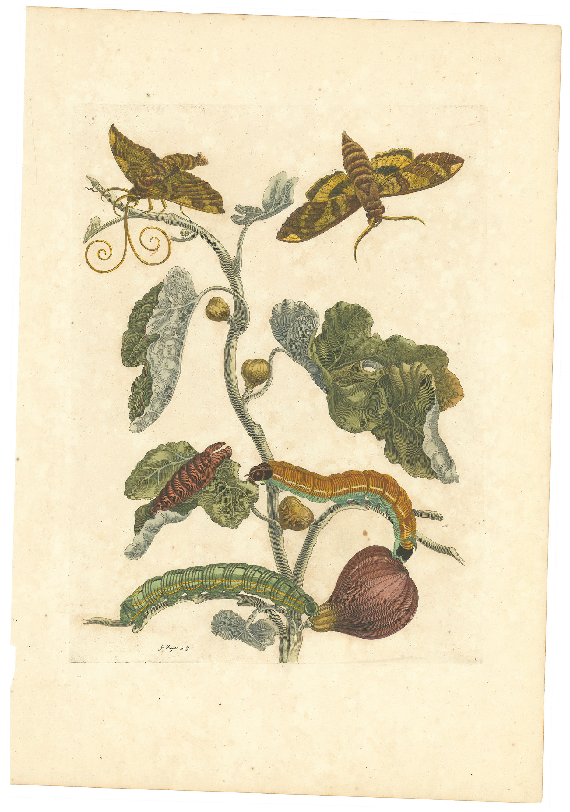 Plate 33. Fig tree and Fig Sphinx Moths.
