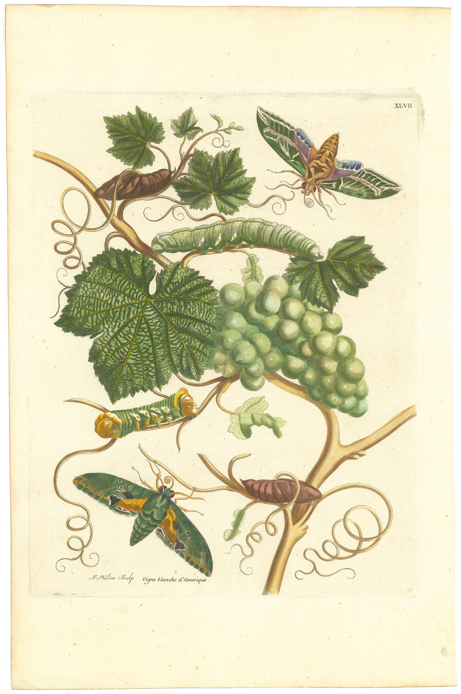 Plate 47. Grapevine with Sphinx Moths.