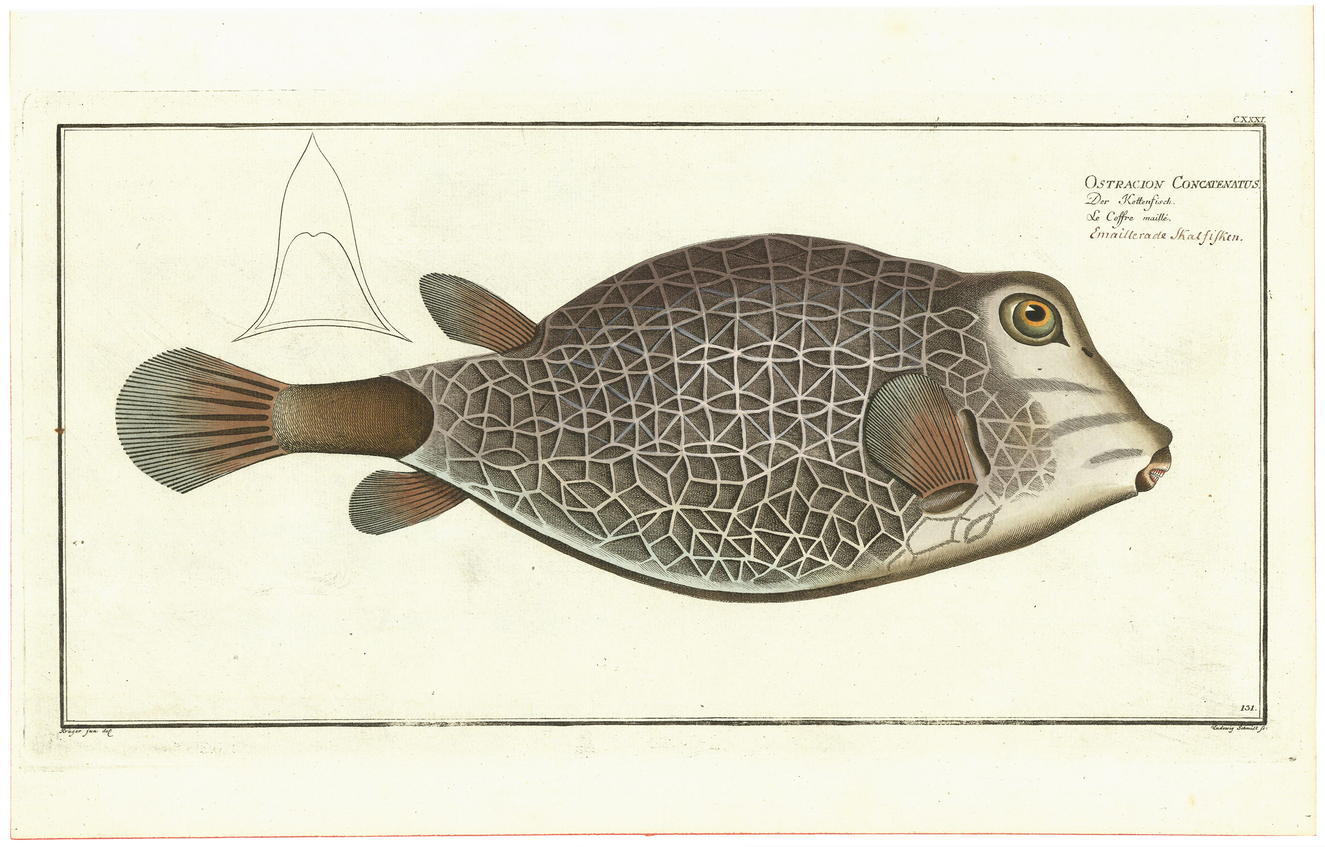 Ostracion Concatenatus. The Knitted Trunk fish. Plate CXXXI. (Boxfish family)