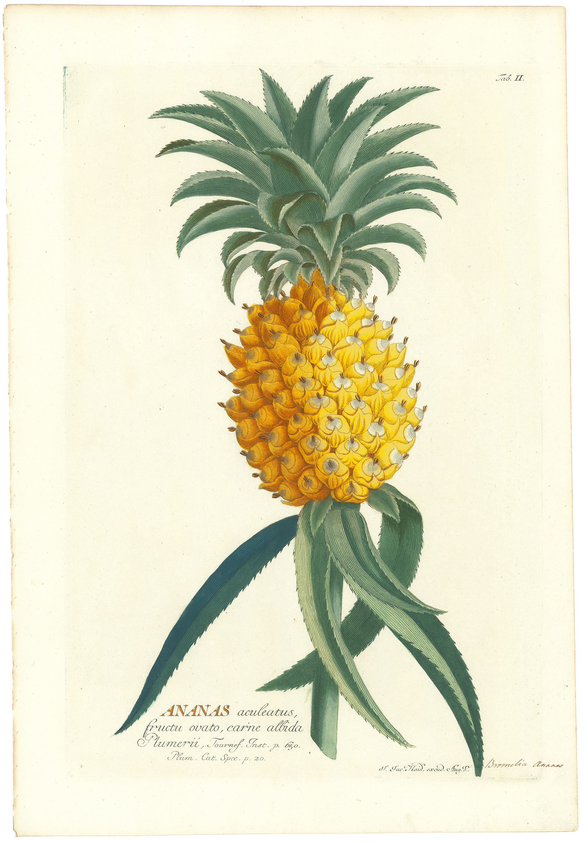 Ananas aculeatus, fructu ovato, carne albida Pulmerii. (Pineapple)