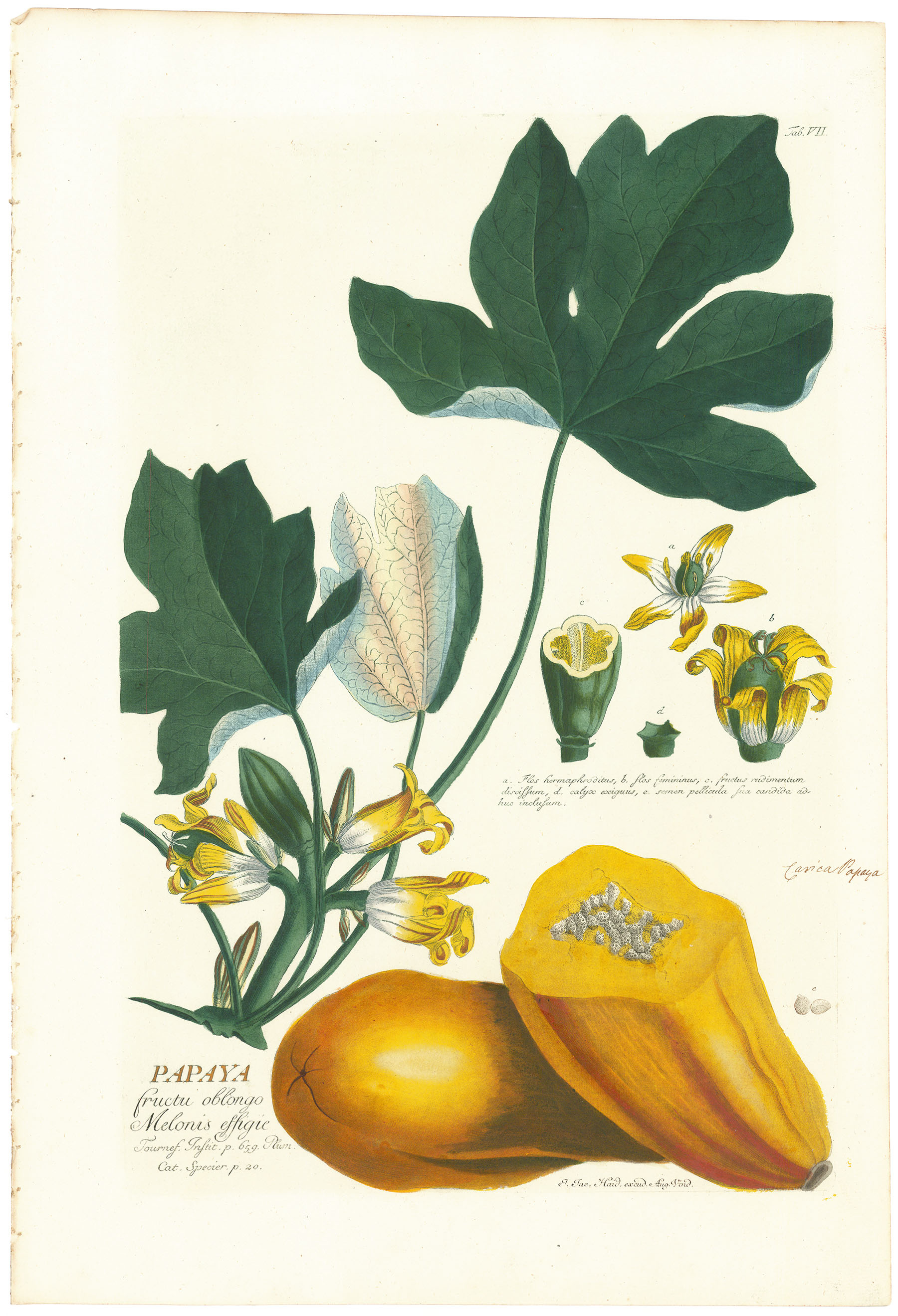 Papaya.  Fructa Oblongo Melonis Essifie.  Tab  VII.