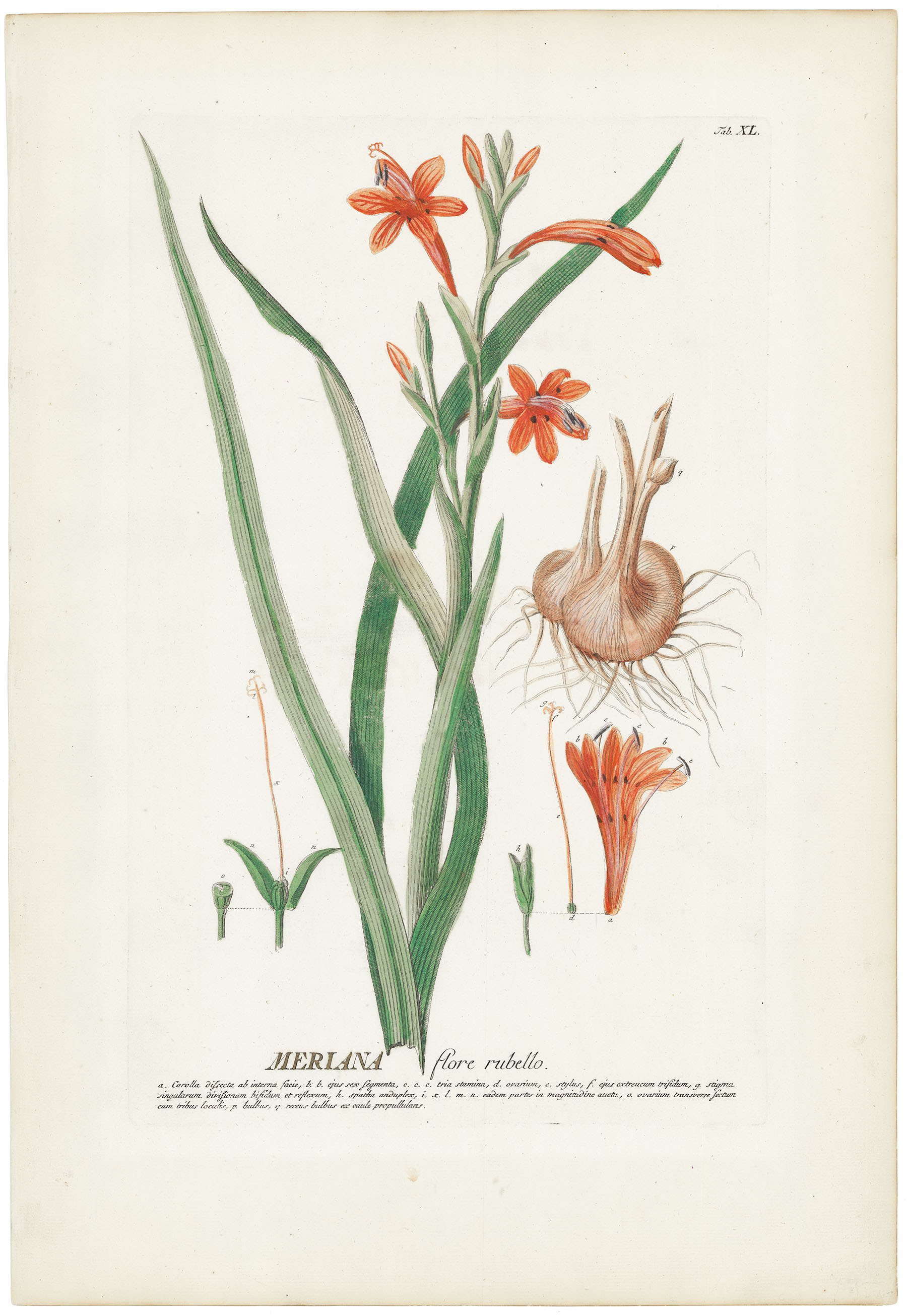 Meriana flore rubello. (Bugle lily) Tab XL.