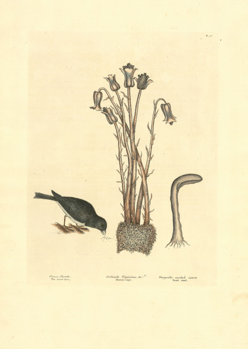 Passer Nivalis: The Snow-bird; Orobanche Virginiana flore pentapetslo cernuo:  Broom-Rape. T.36.