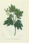 Acer Platanoides peregrinus (Maple).  No. 17.