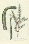 a. Thyrsus asparagi. b. Asparagus, Asperge. c. Asparagus monstrosus. N. 182.