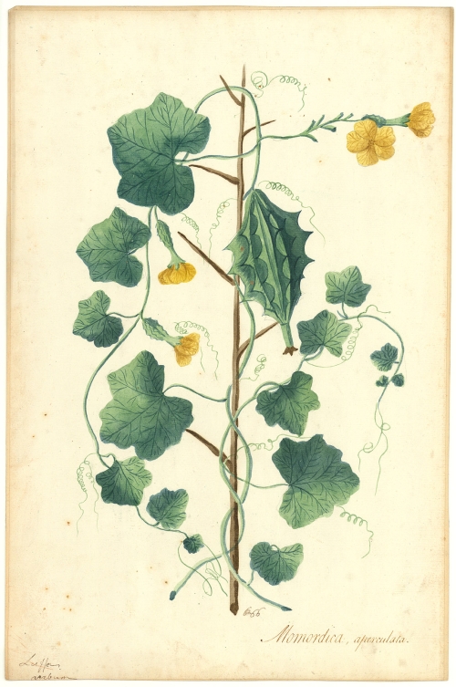 Momordica aperculata [ Balsam pear ]