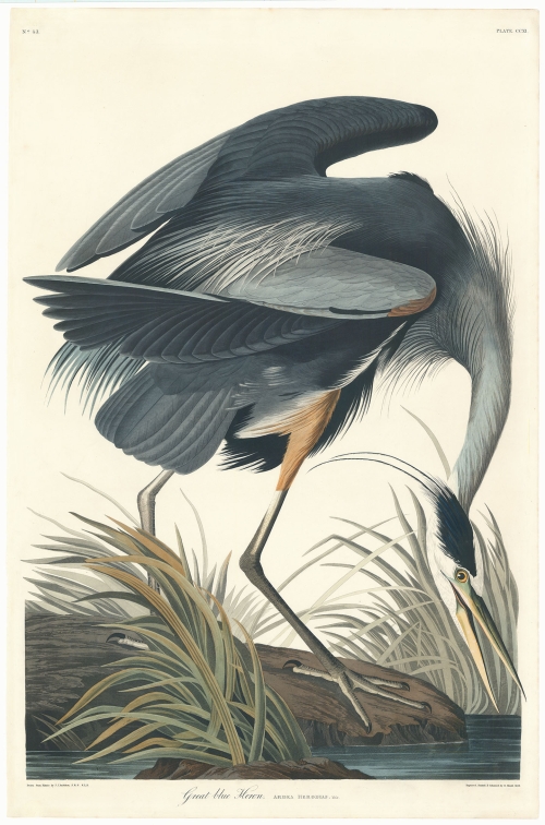 Great Blue Heron.  Plate CCXI  (211)